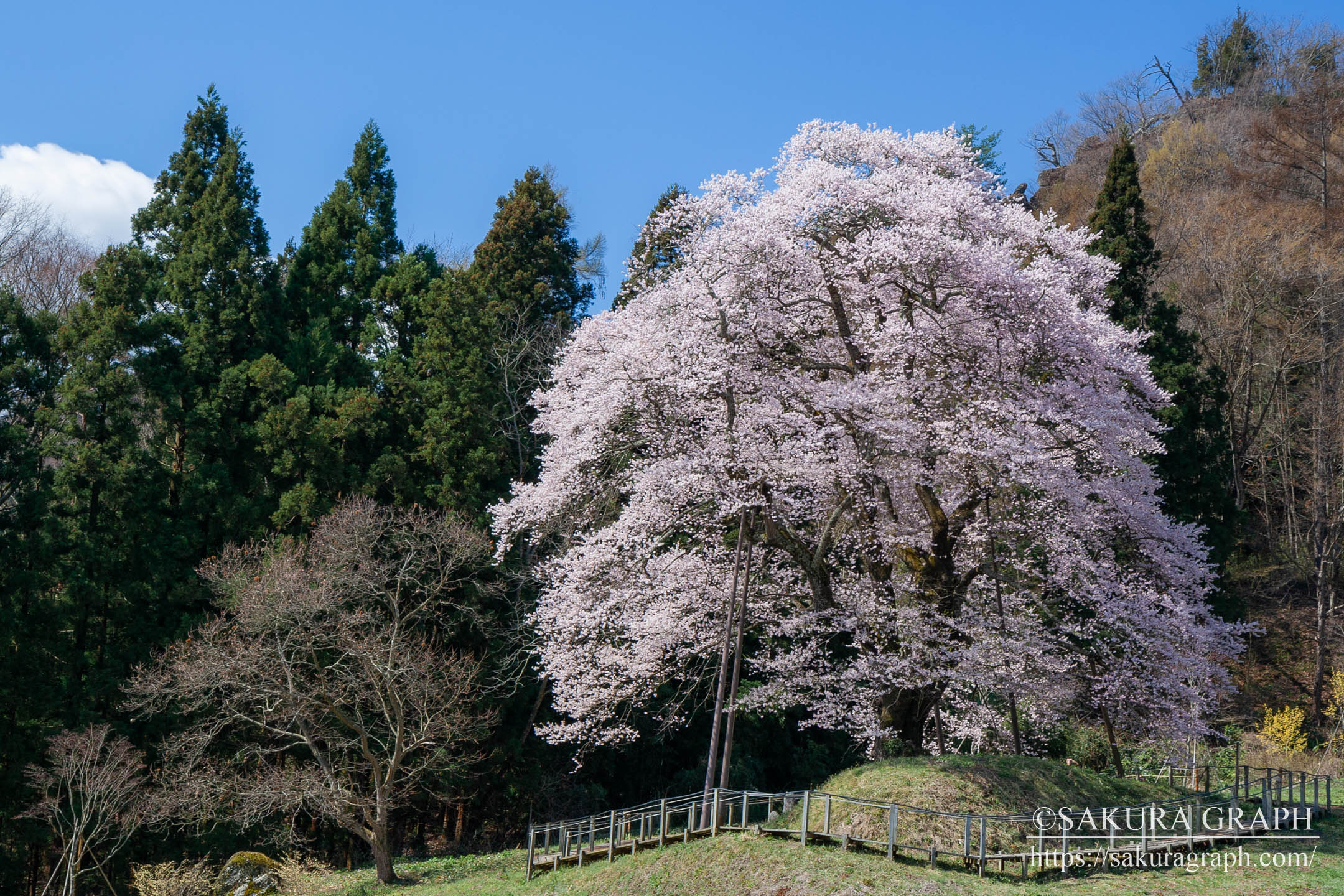 秋山の駒桜