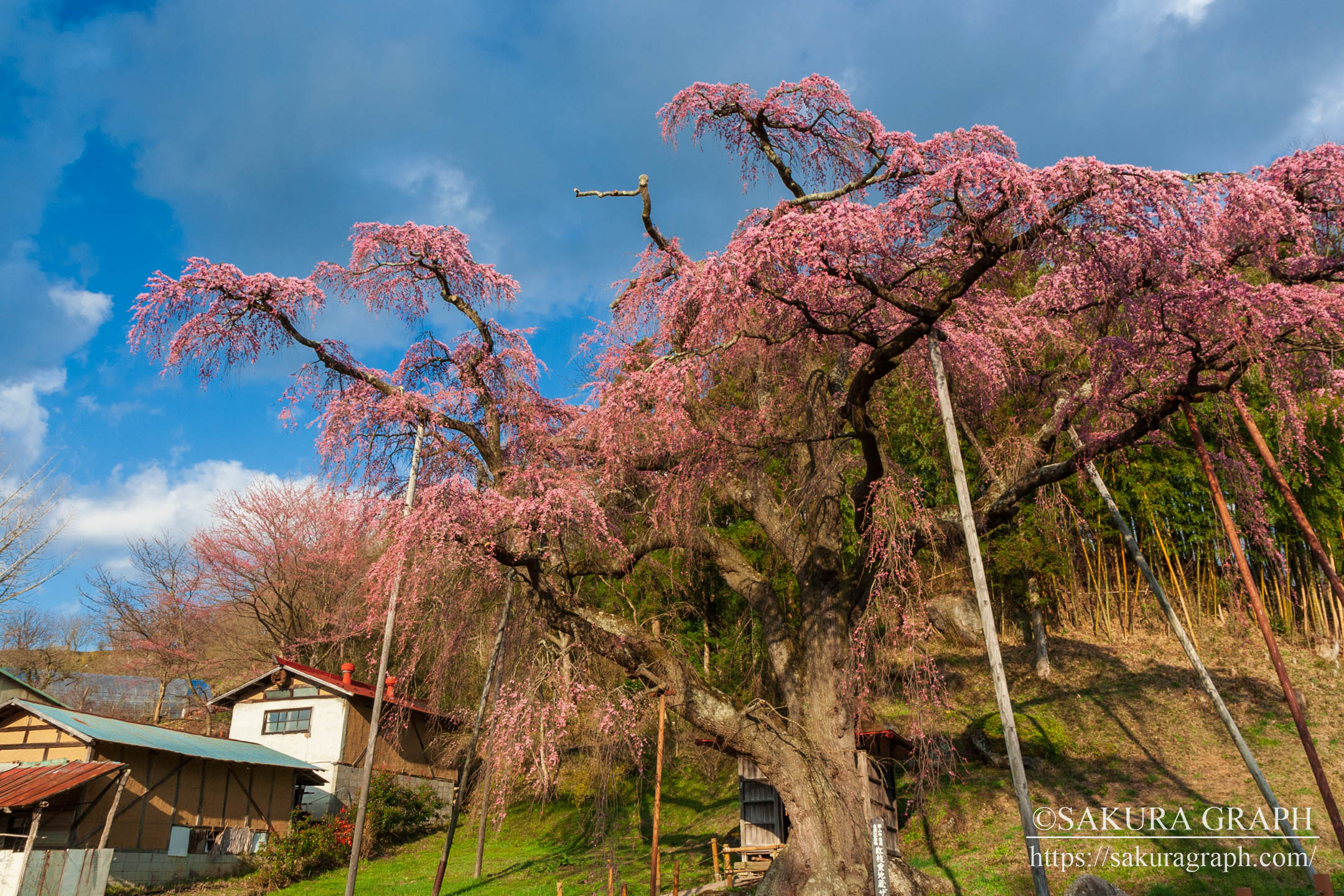 紅枝垂地蔵桜 Sakuragraph