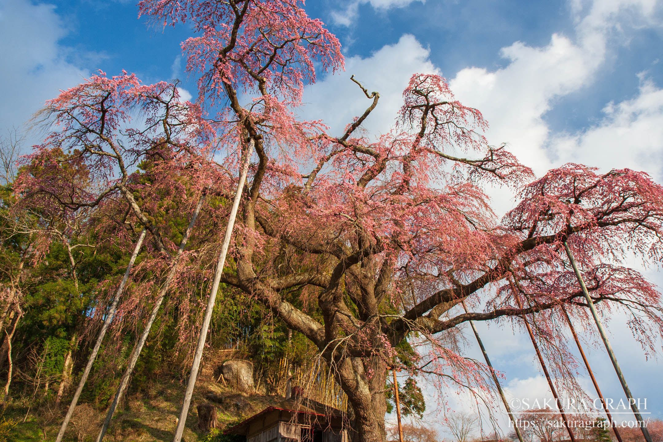 紅枝垂地蔵桜 Sakuragraph