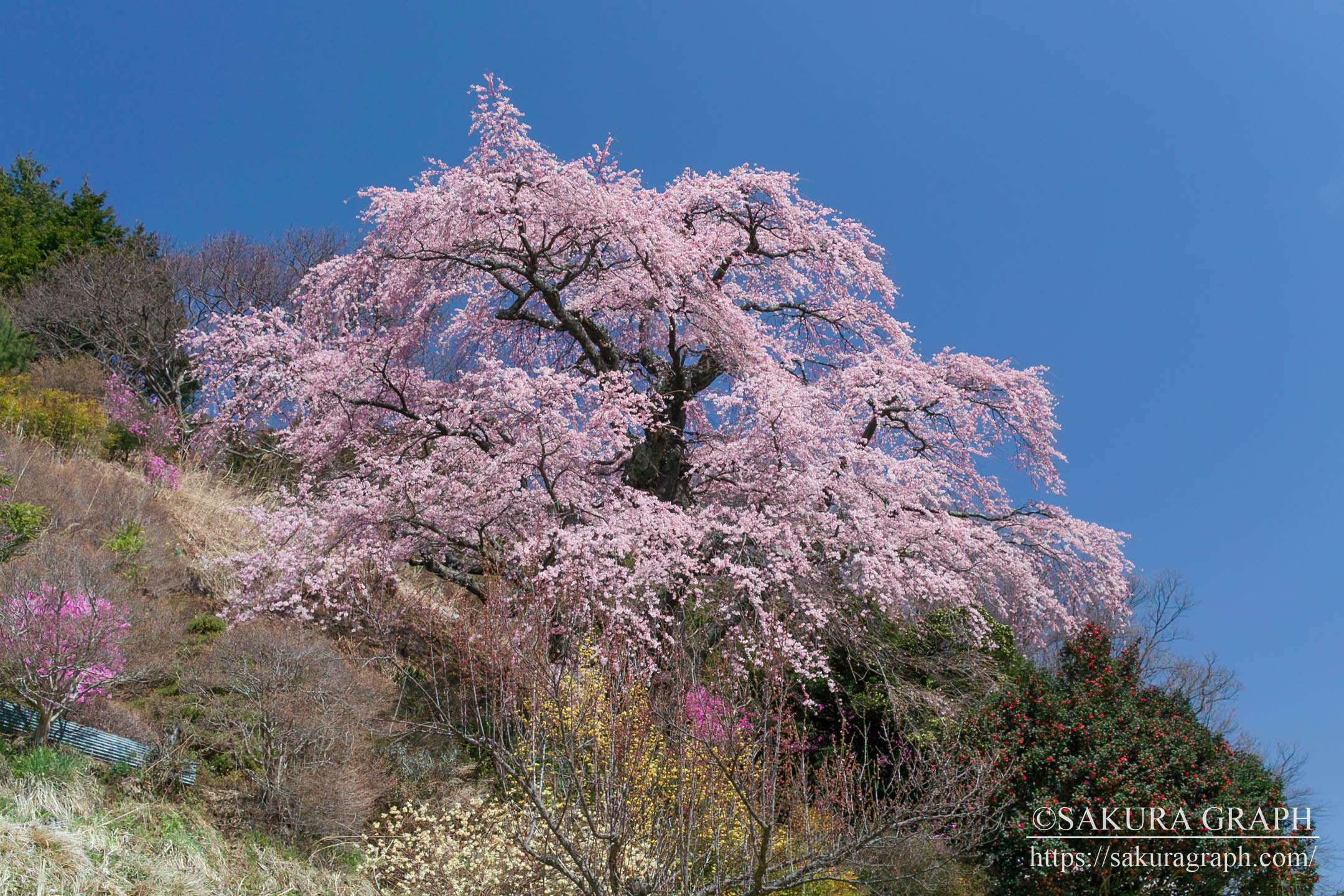 小池の桜