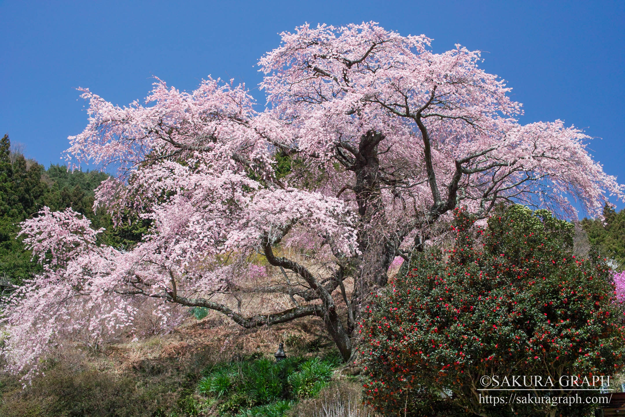 小池の桜