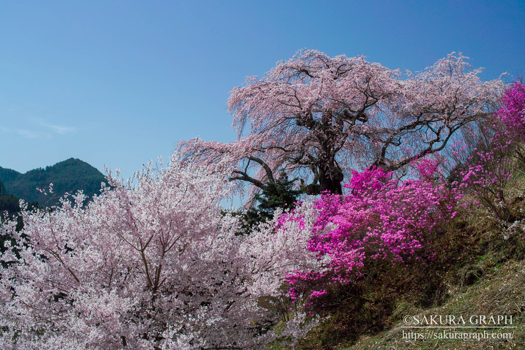 小池の桜