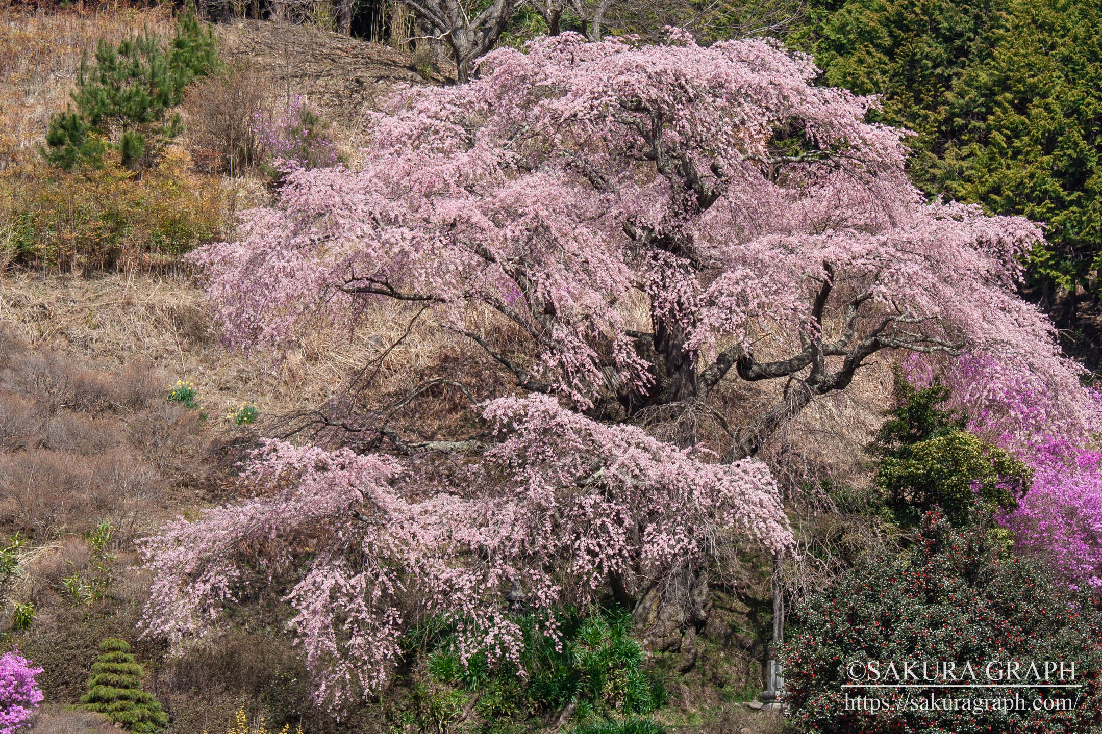 小池の桜