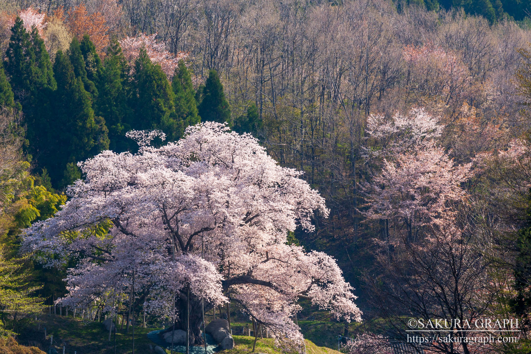 越代の桜 Sakuragraph