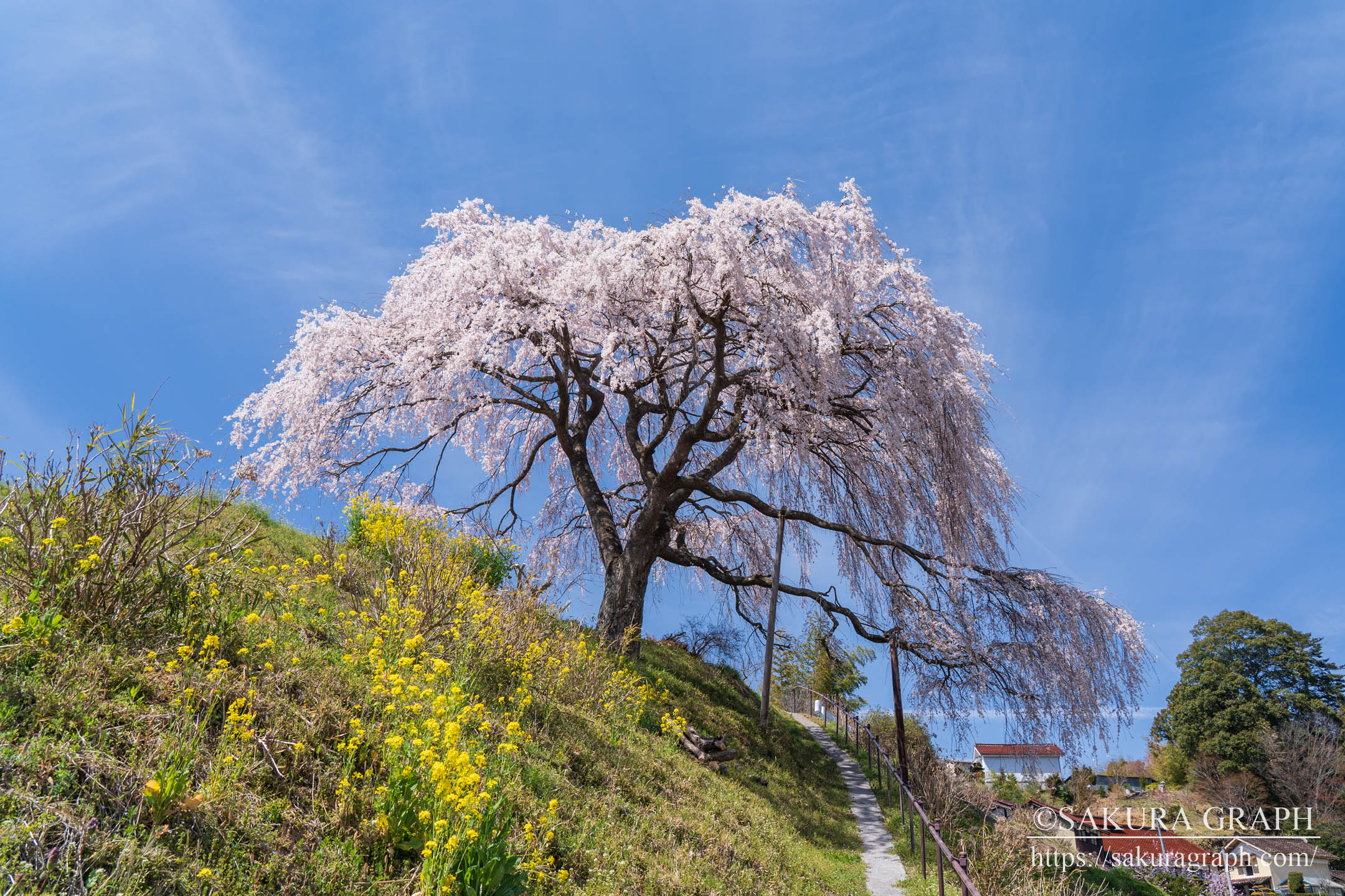 越田和桜