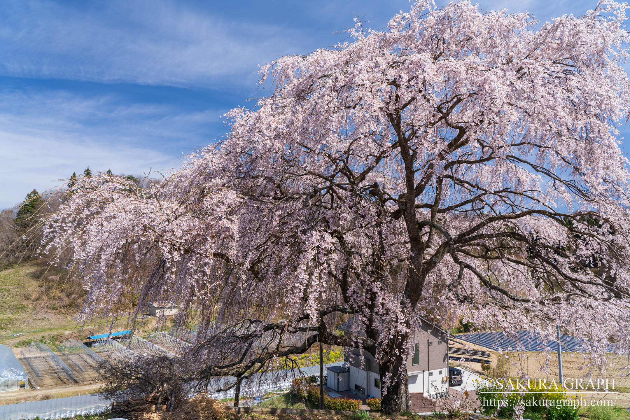 越田和桜