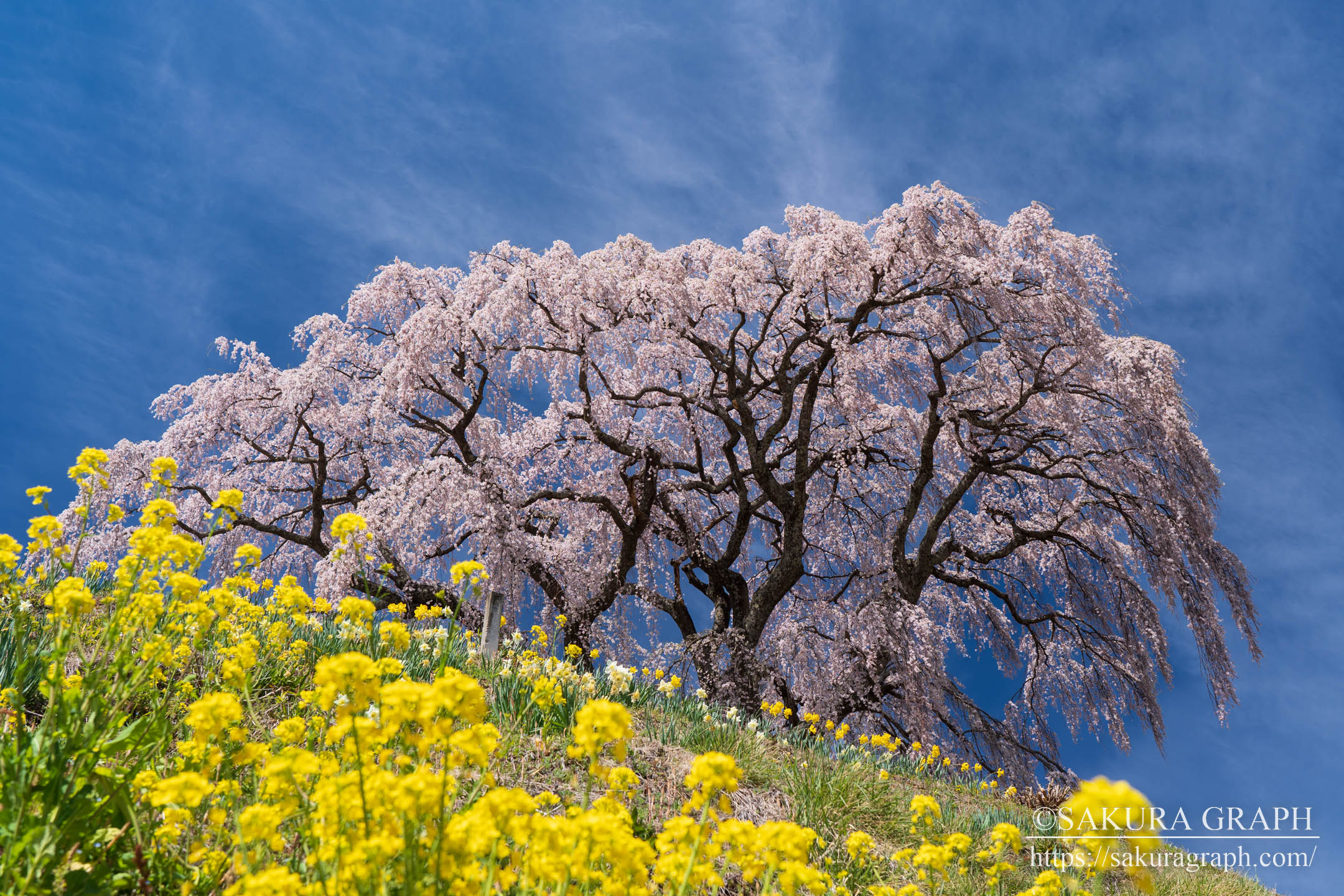 芹ヶ沢の桜