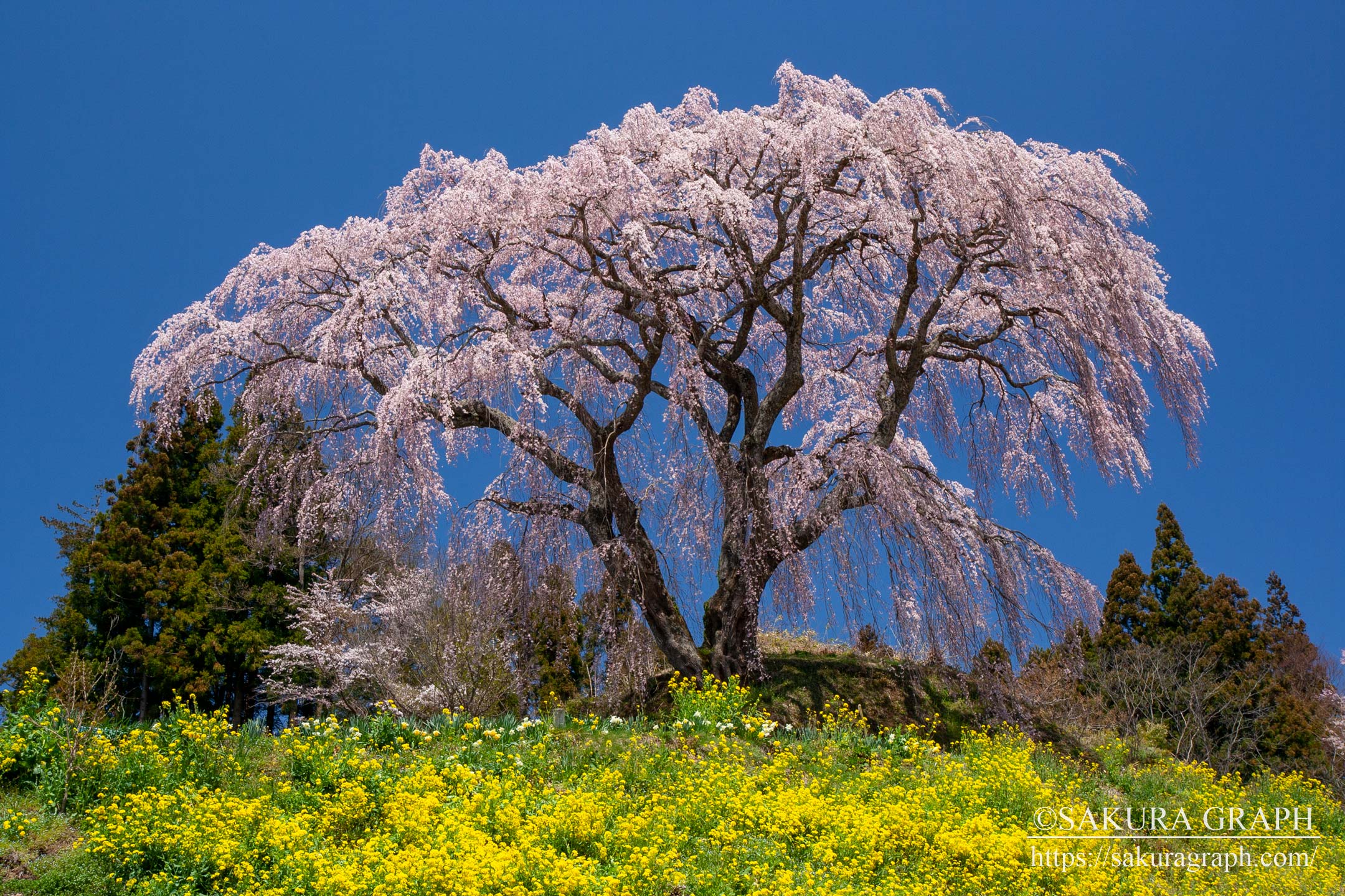 芹ヶ沢の桜