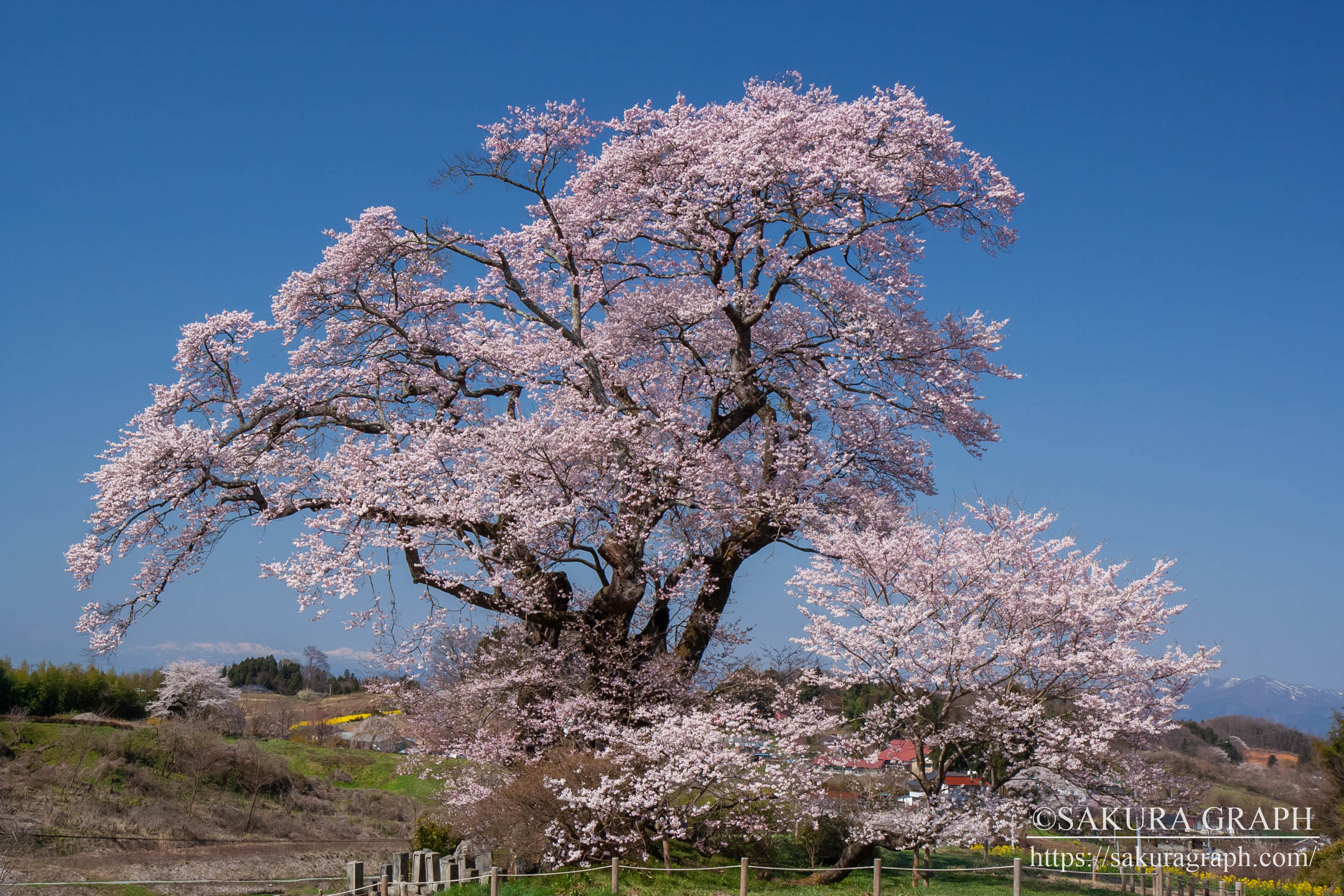 塩ノ崎の大桜