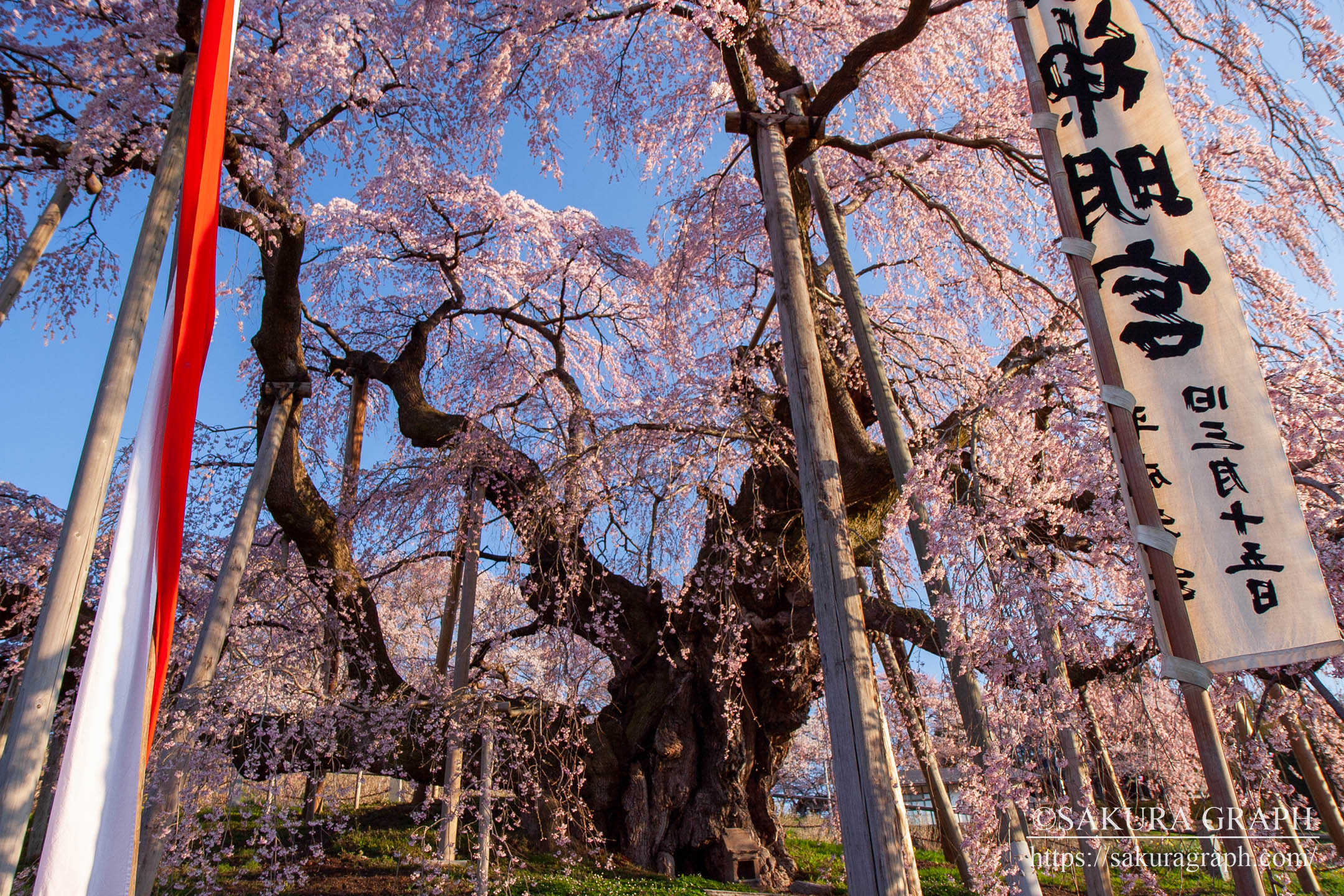 三春滝桜