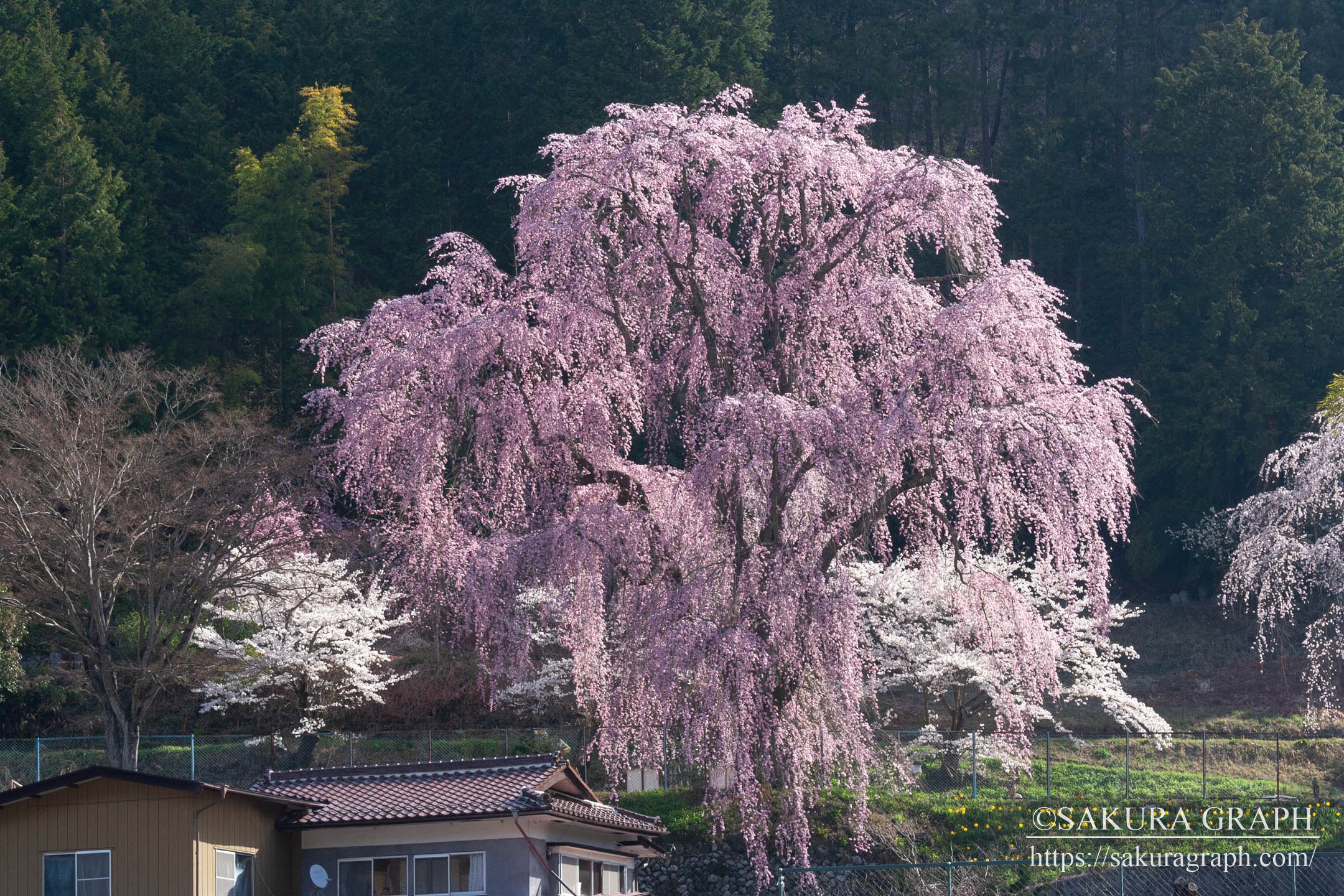 氏乗の桜