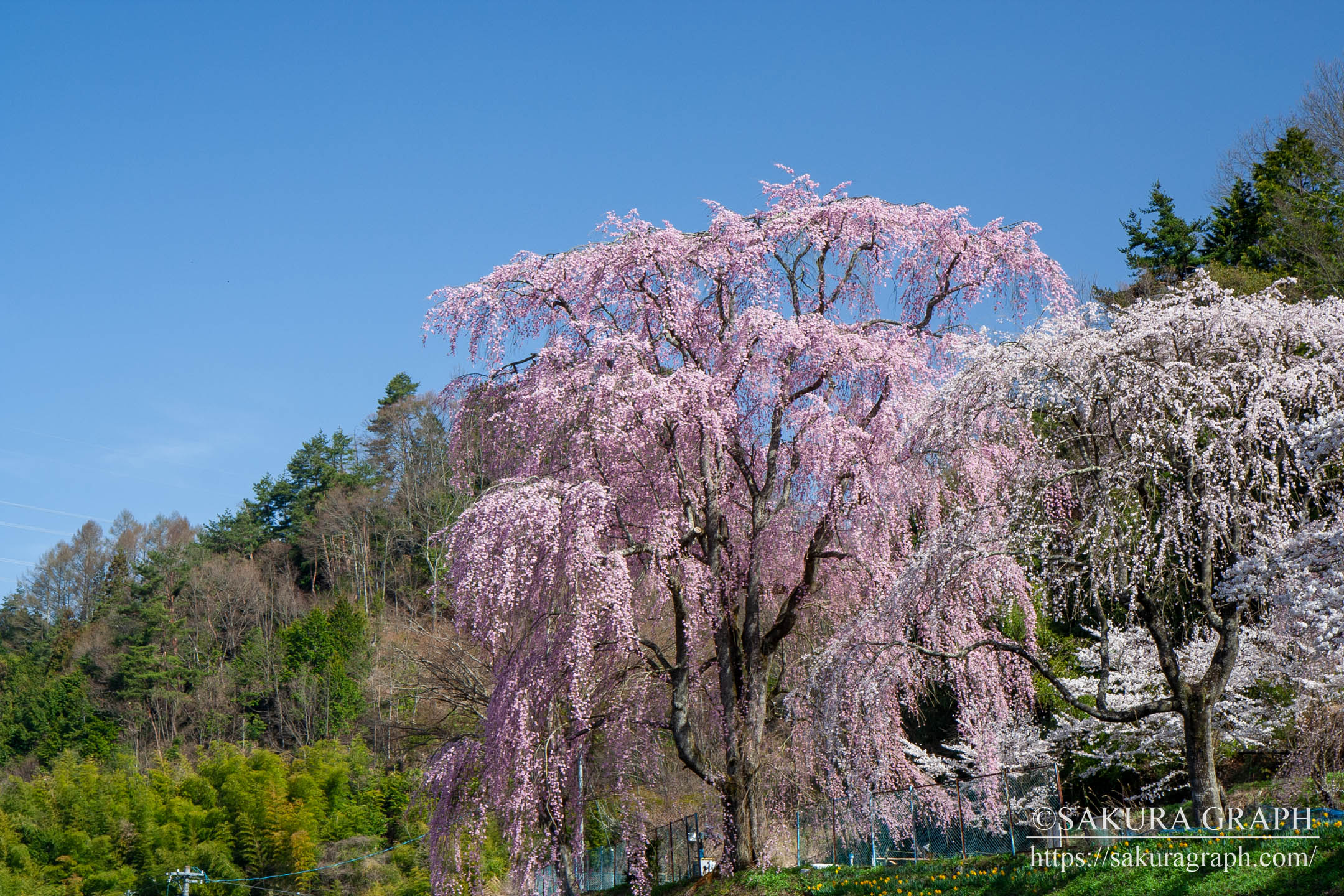 氏乗の桜