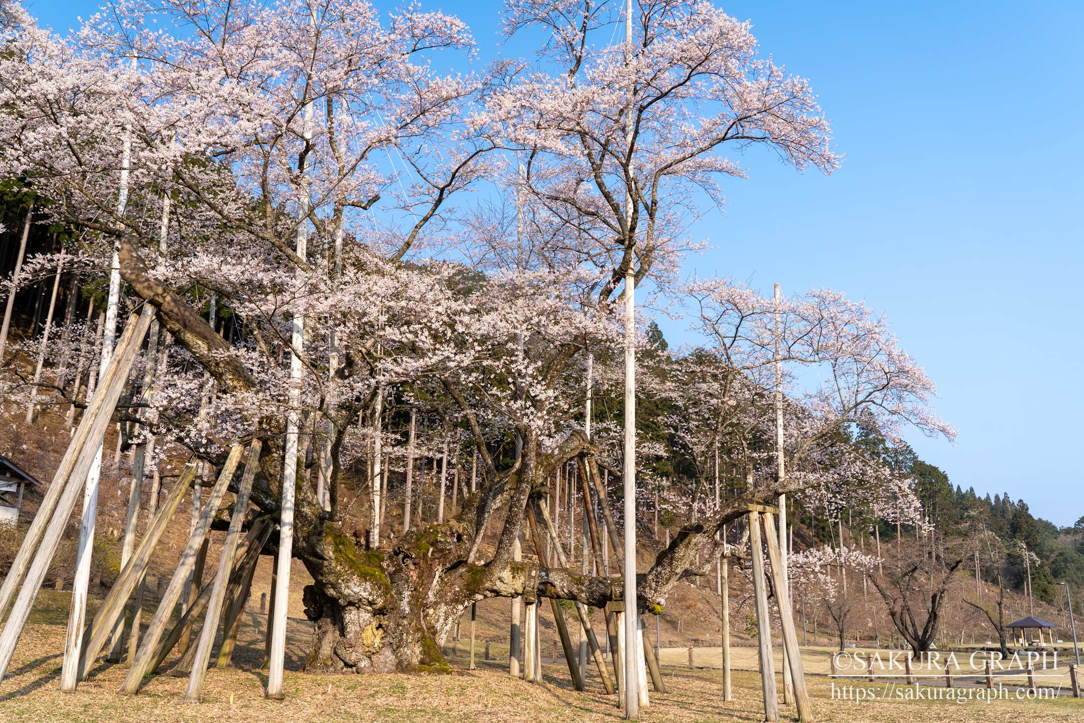 根尾谷淡墨桜