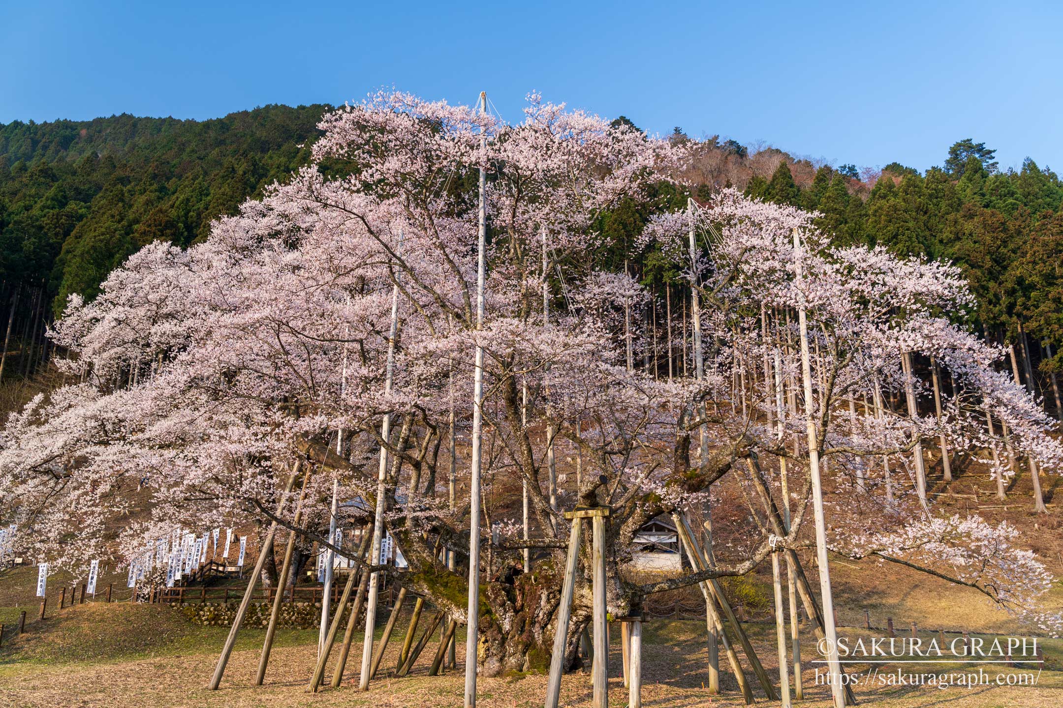 根尾谷淡墨桜