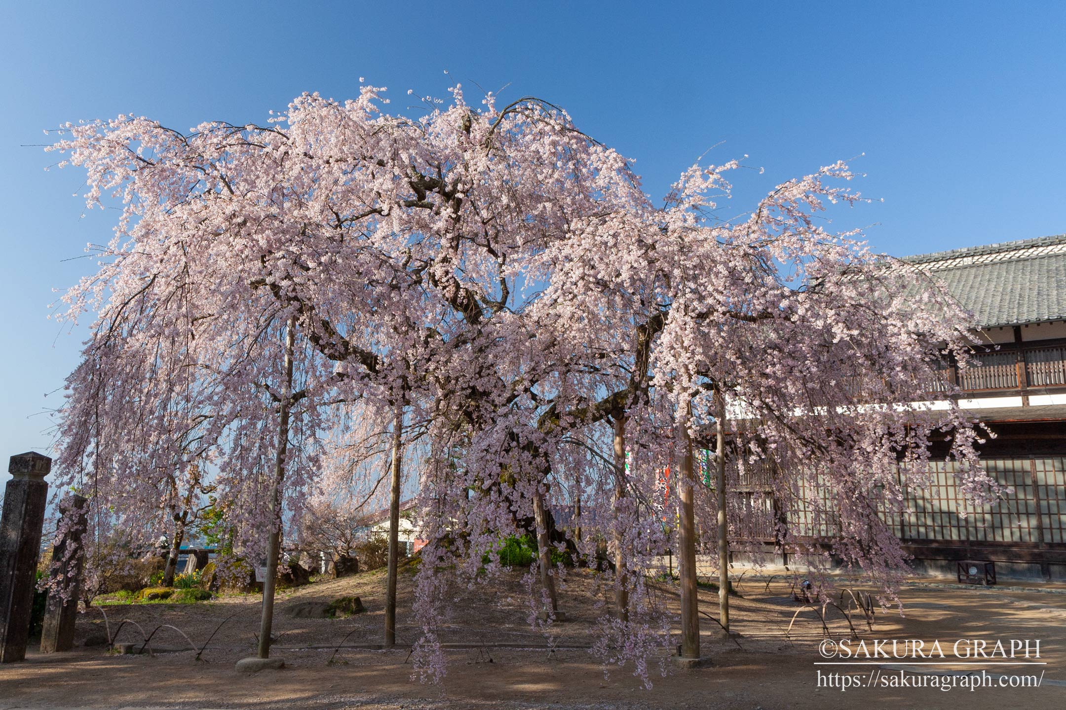 麻績の里舞台桜