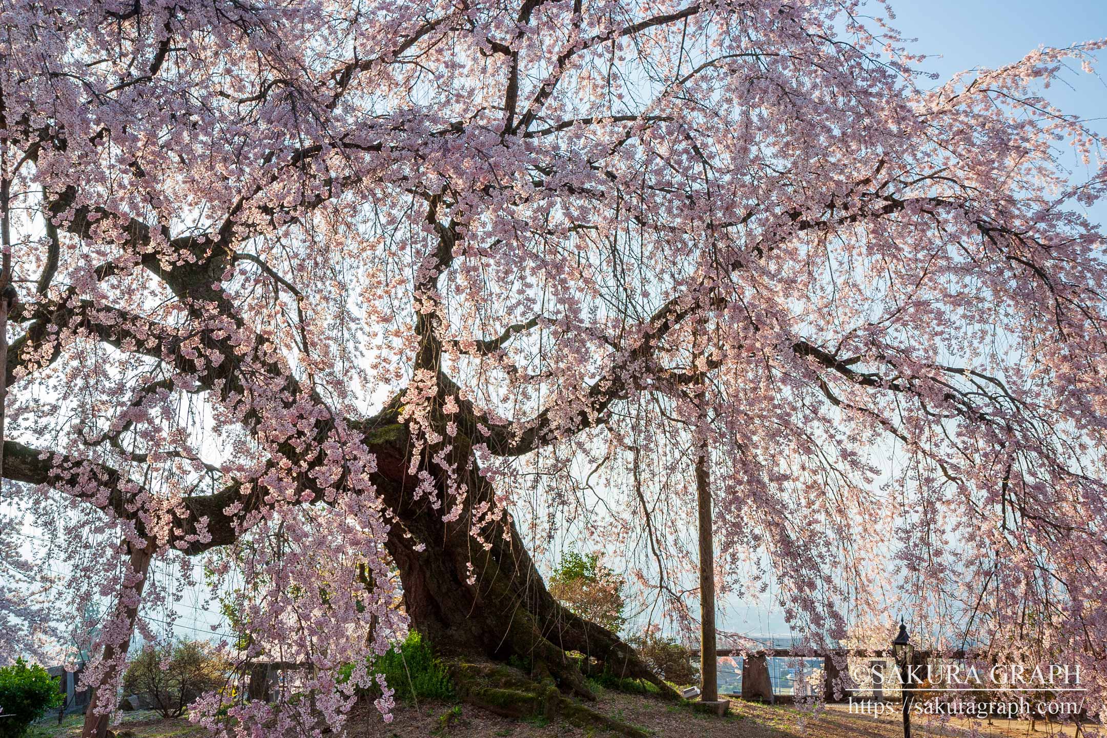 麻績の里舞台桜