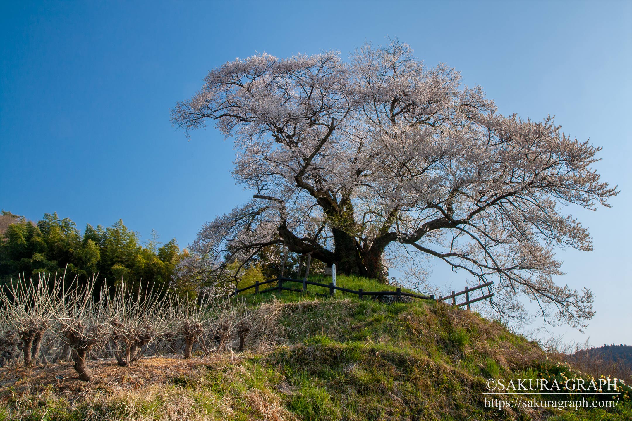 発知のヒガンザクラ Sakuragraph