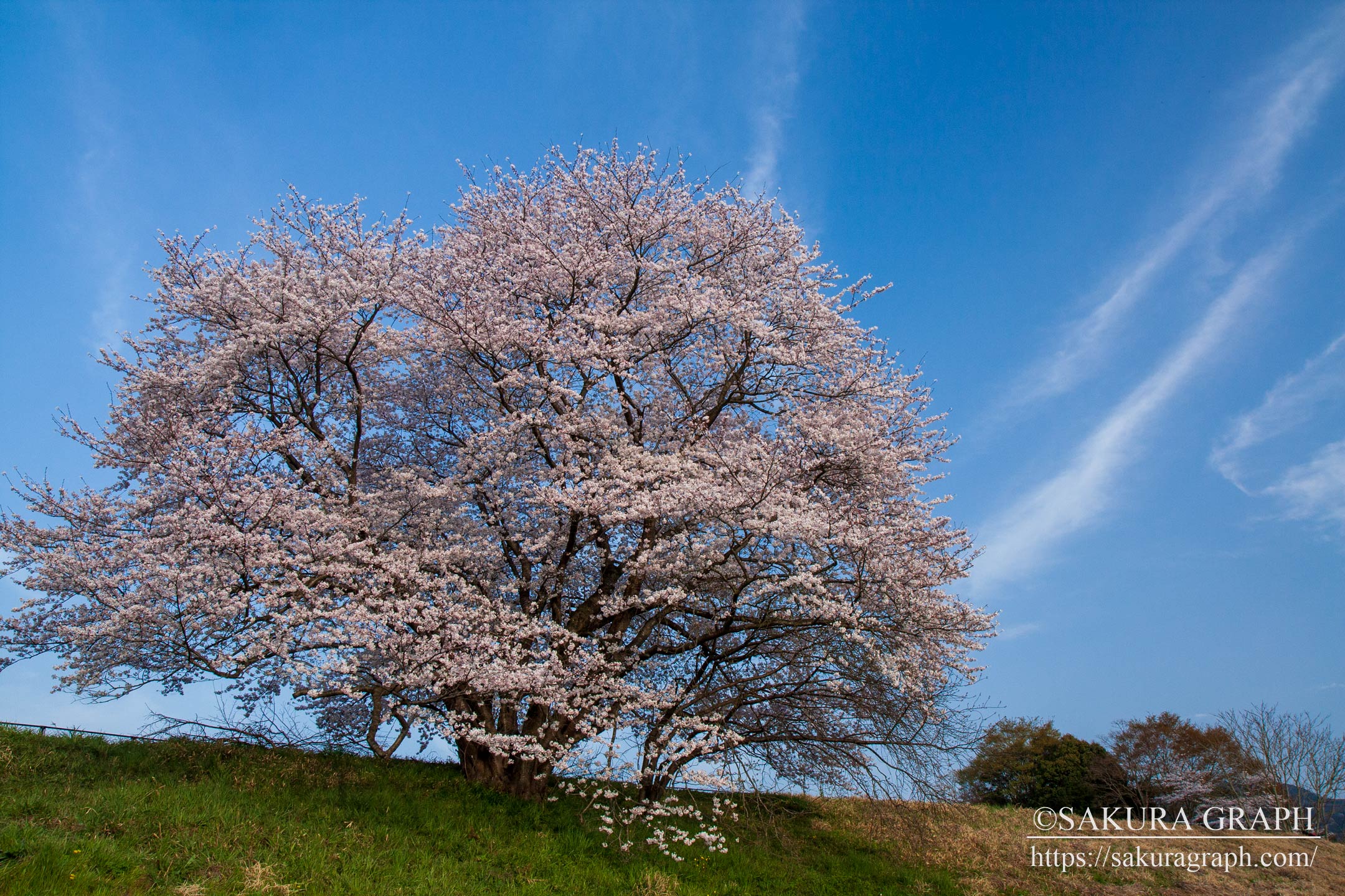 幾坂池の桜