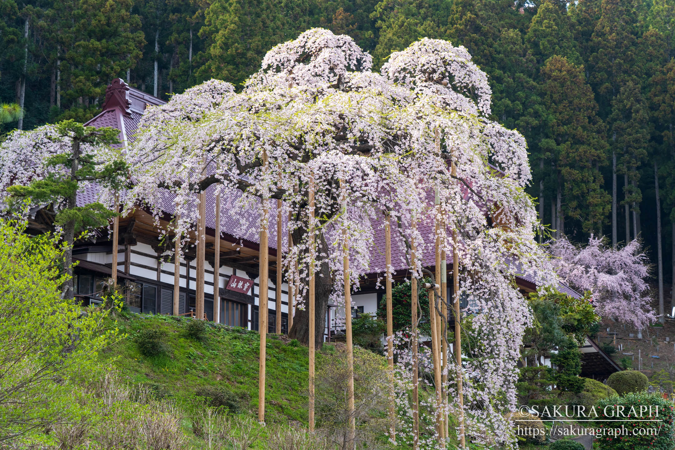 慈徳寺の種蒔桜