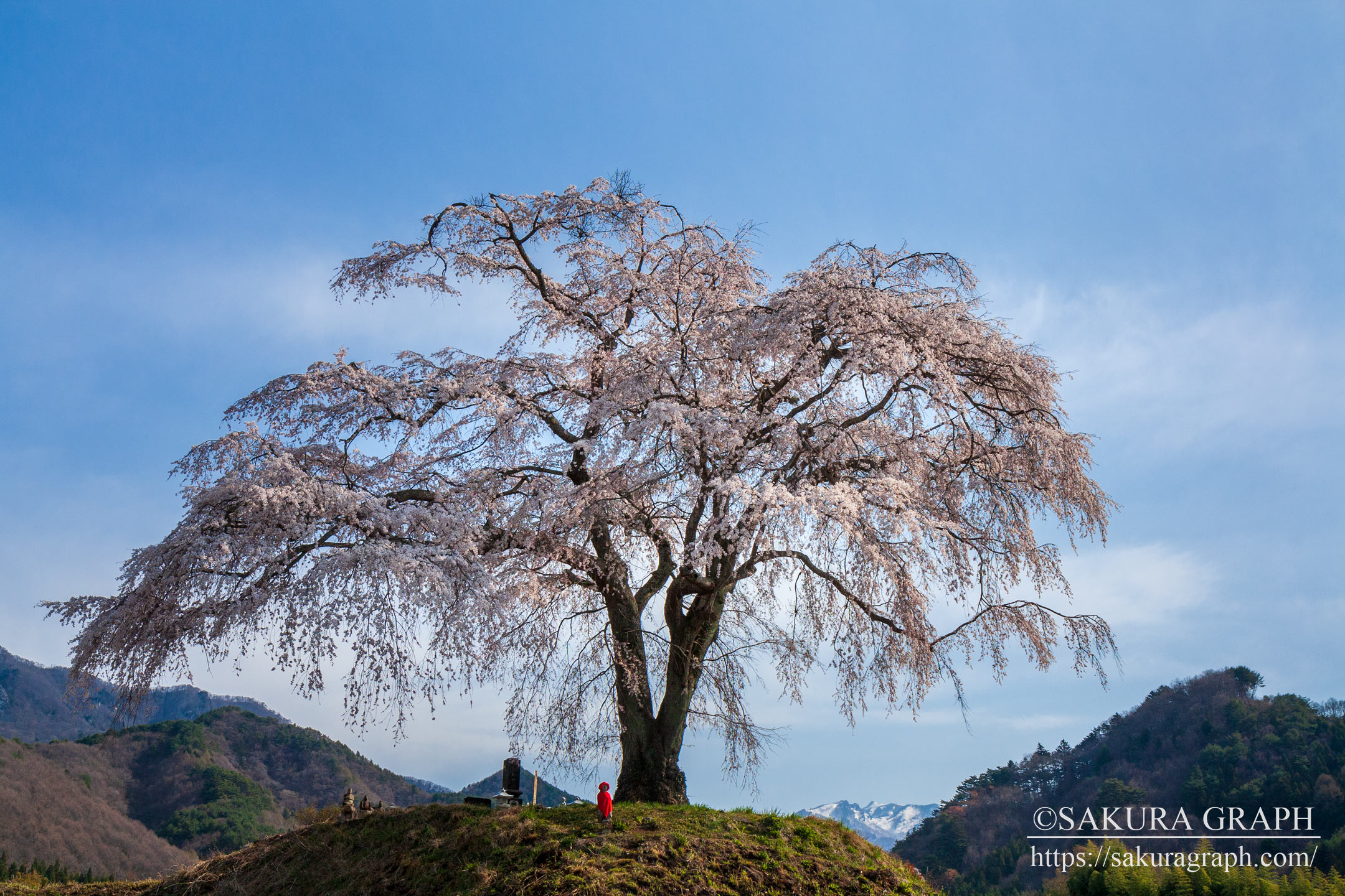 上発知のシダレザクラ Sakuragraph