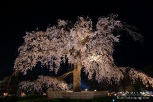 円山公園のシダレザクラ