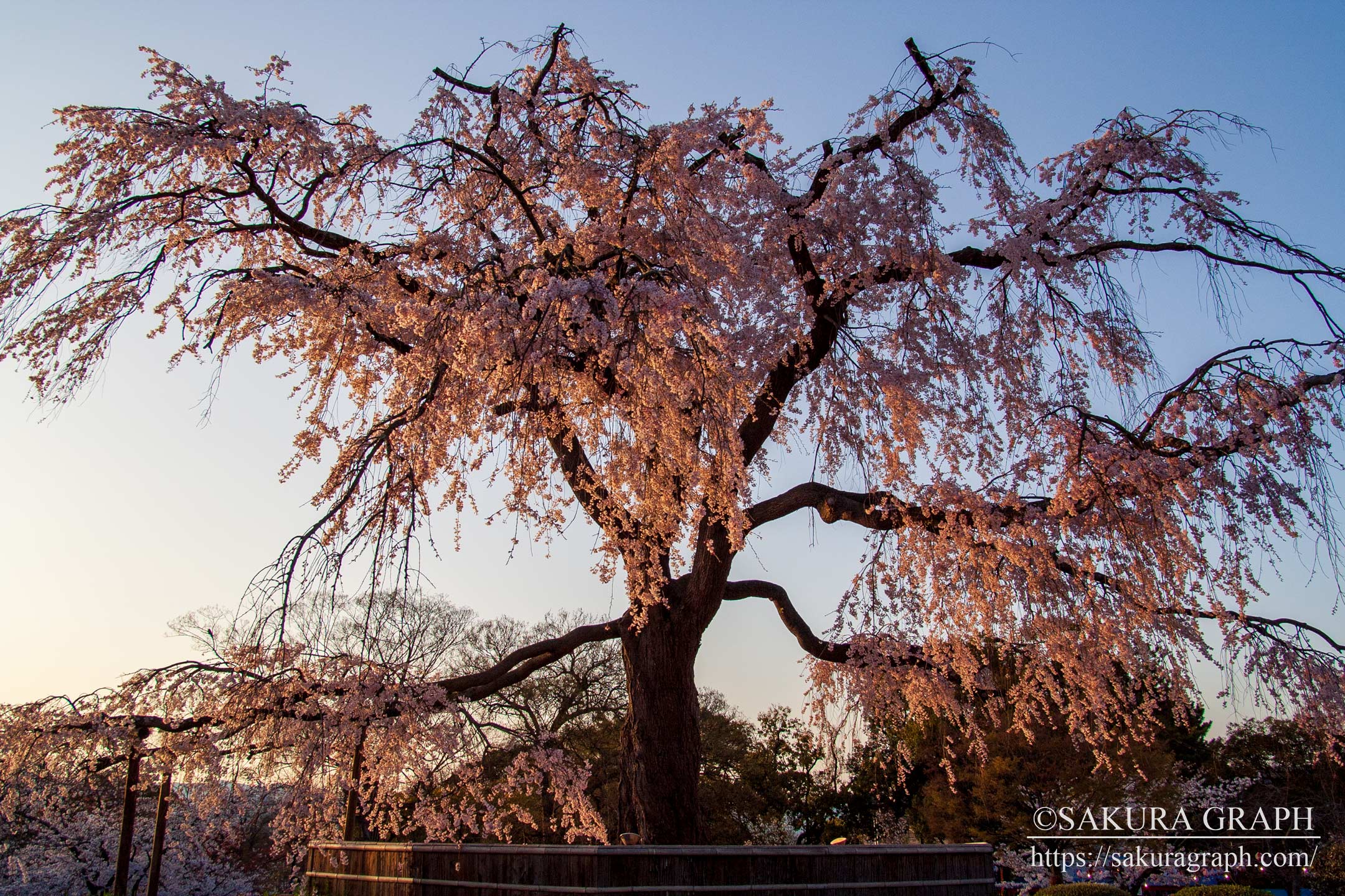 円山公園のシダレザクラ