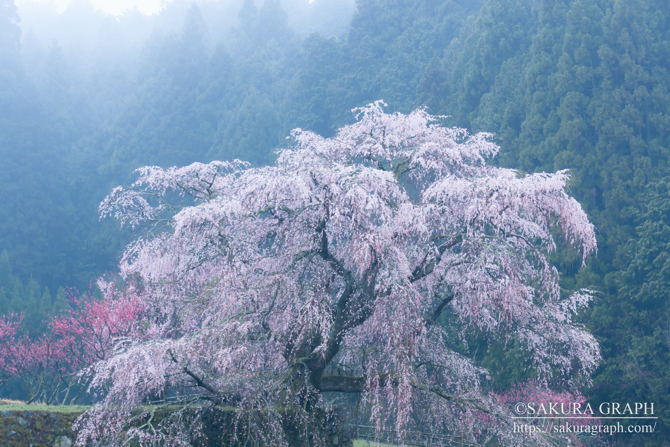 又兵衛桜