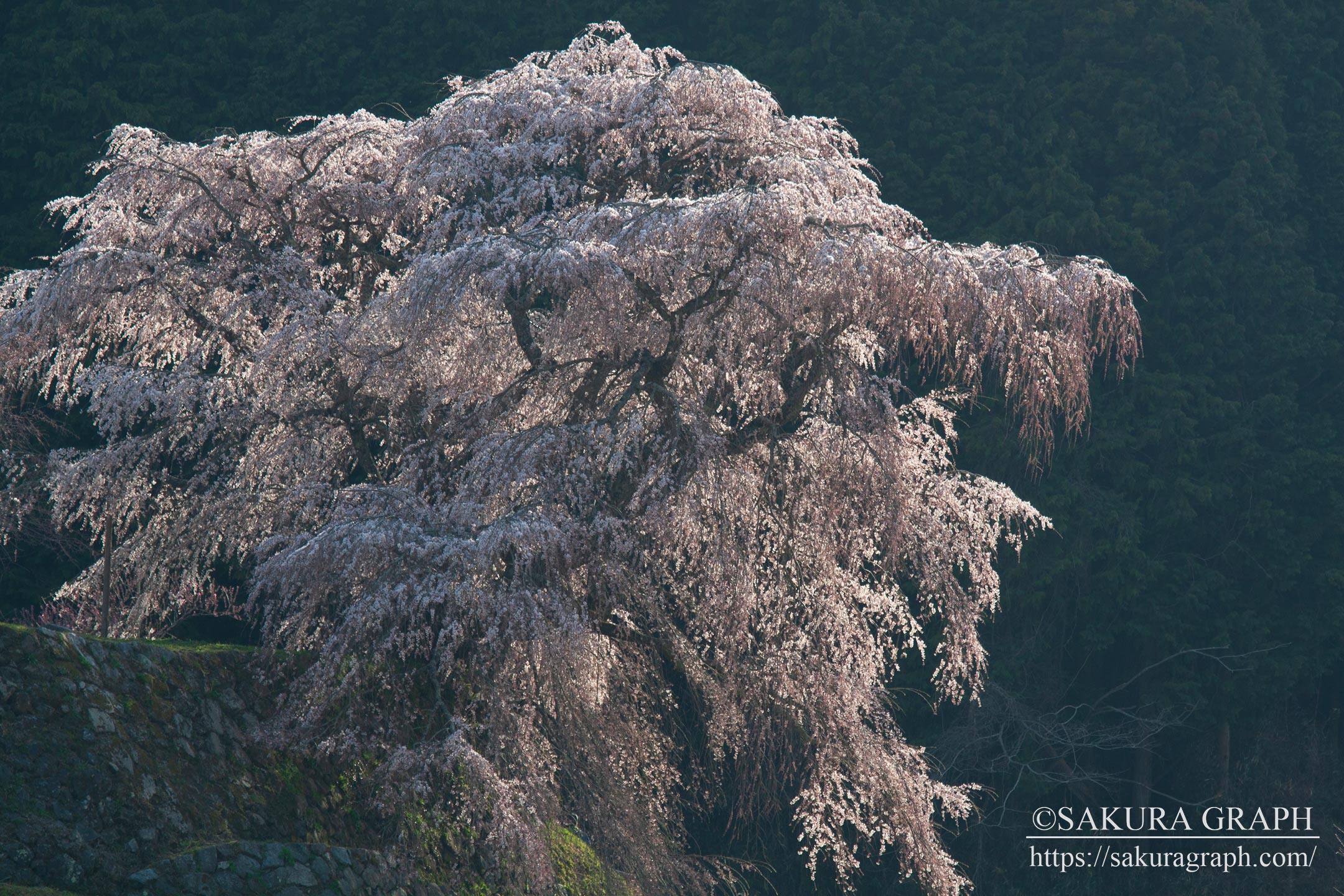 又兵衛桜