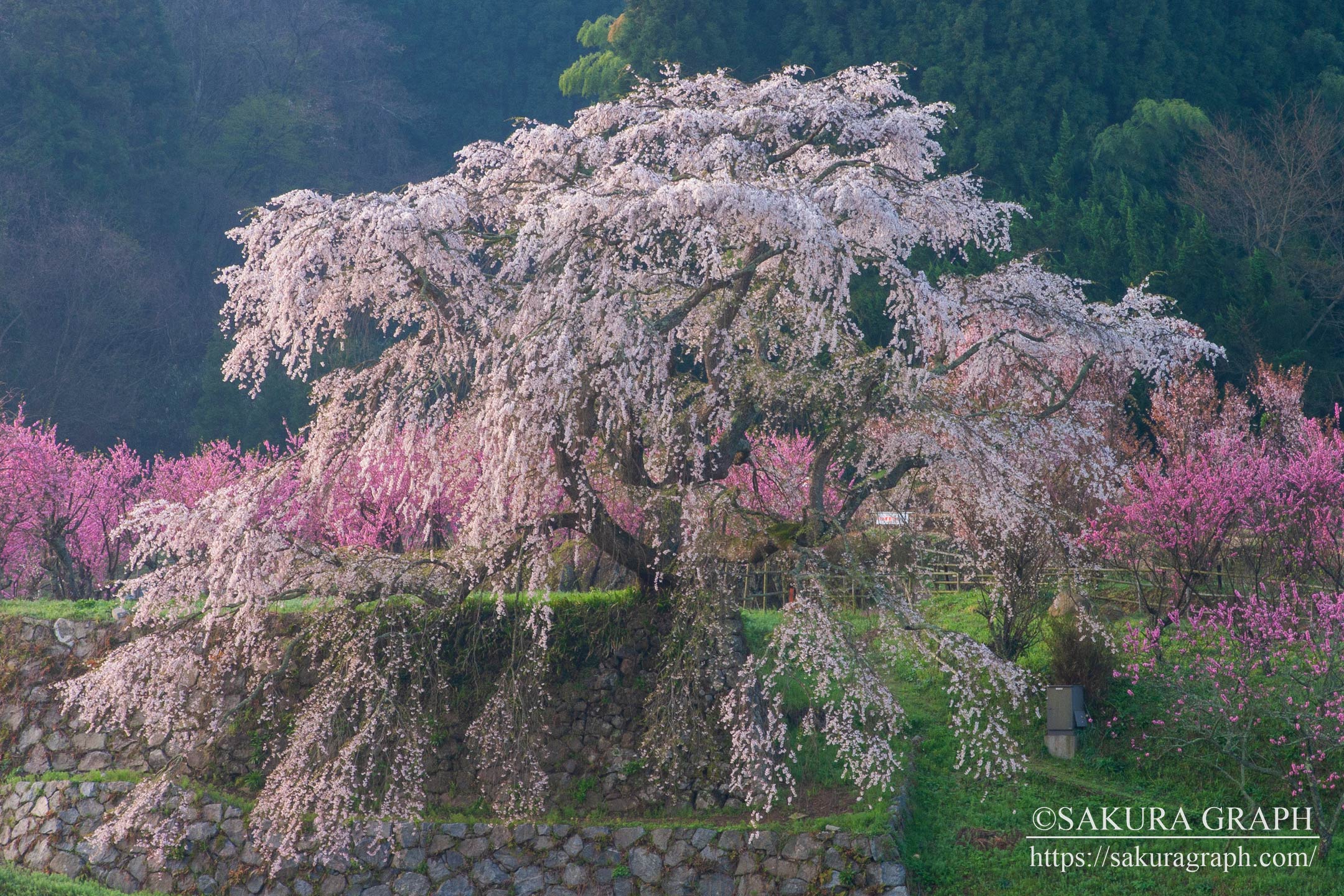 又兵衛桜