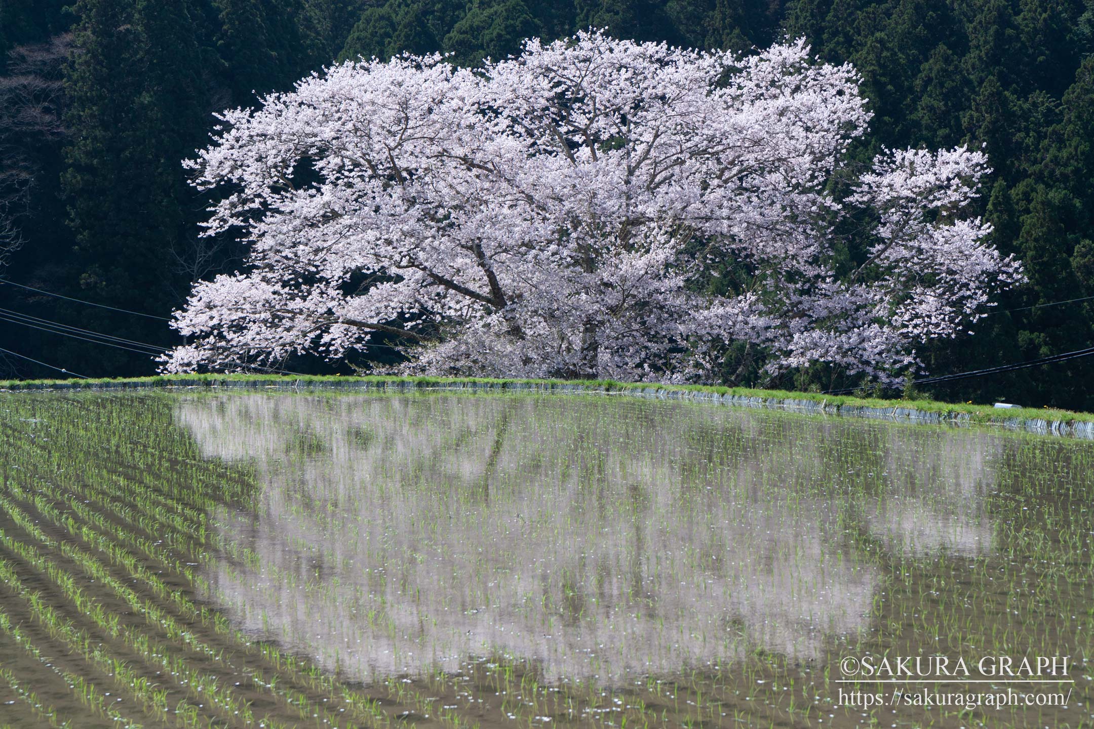 諸木野の桜