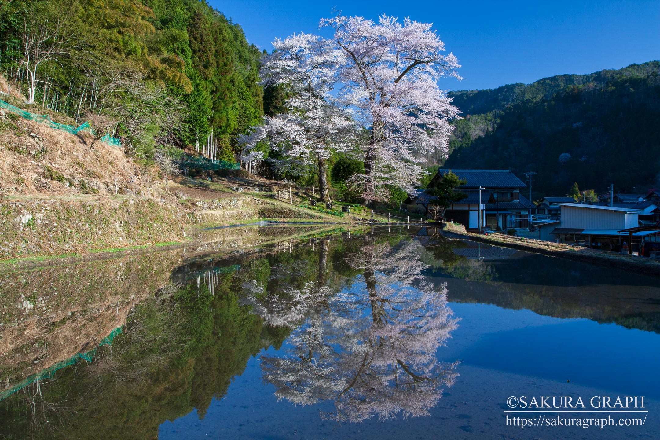 苗代桜