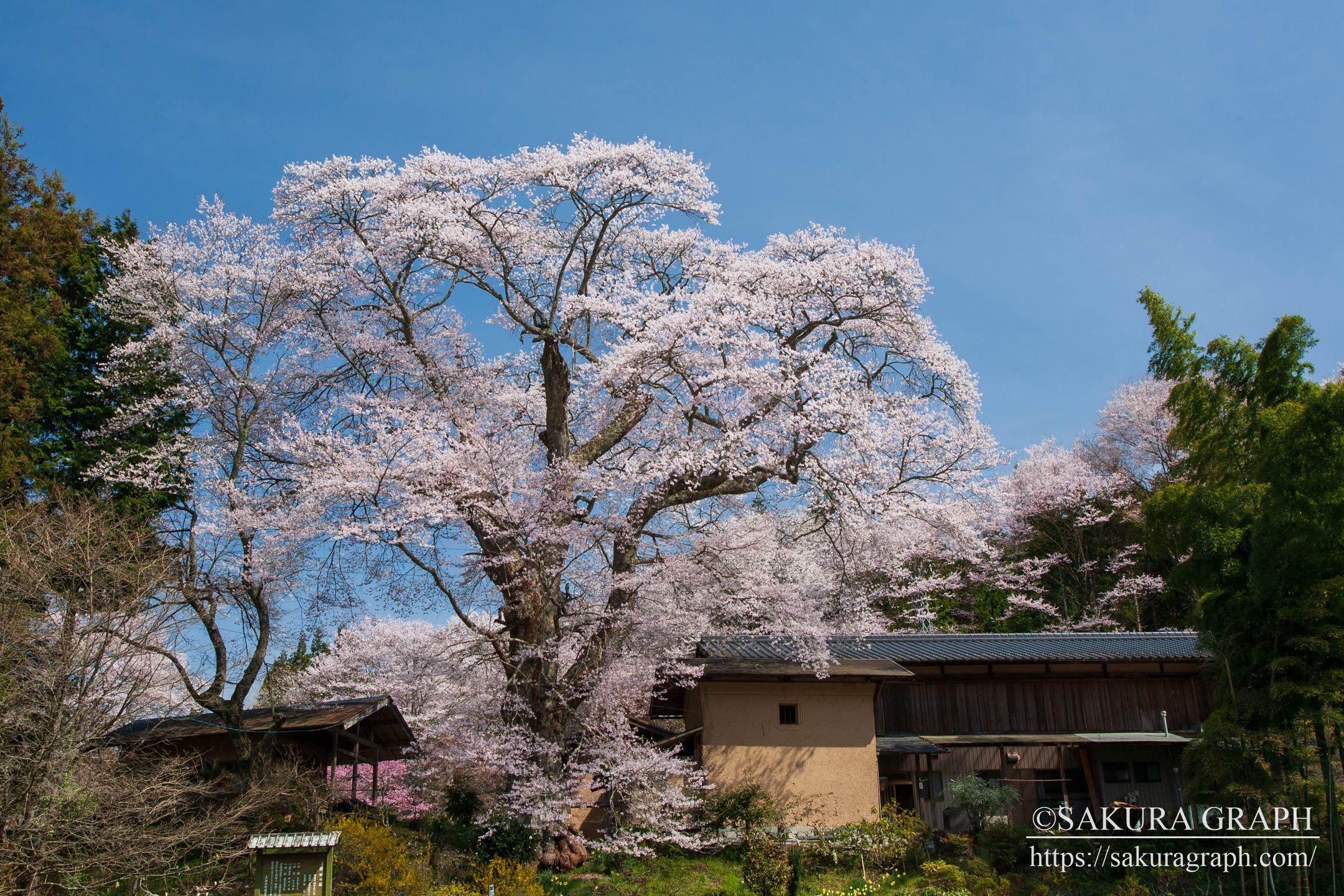 新田の桜