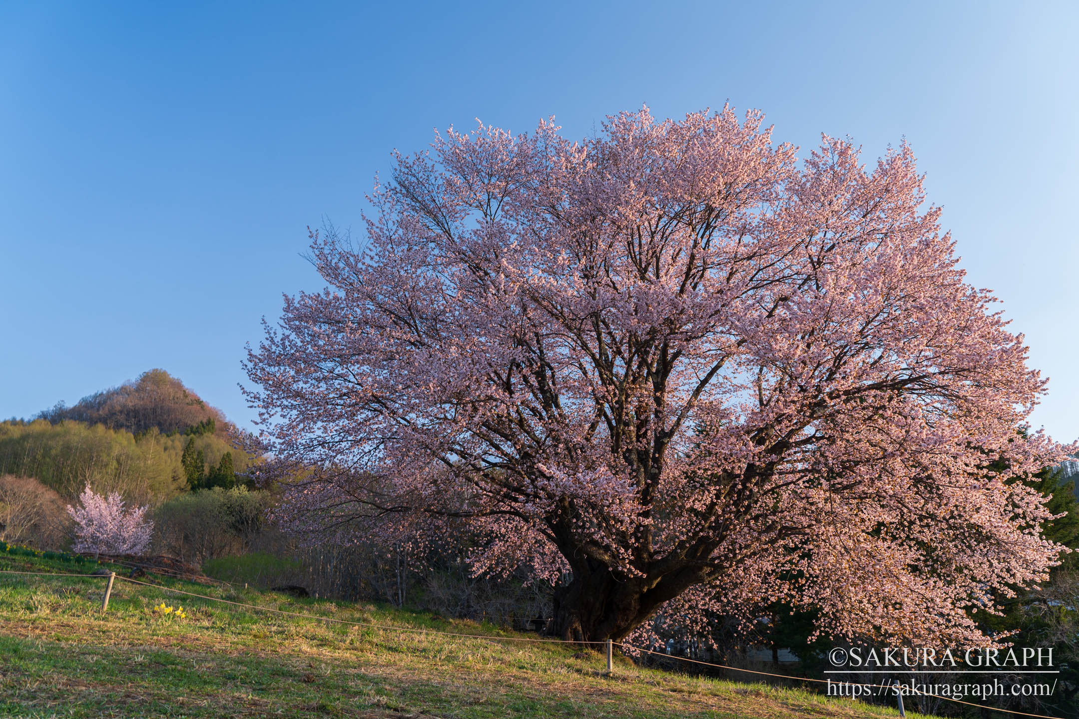 針山の天王桜 Sakuragraph