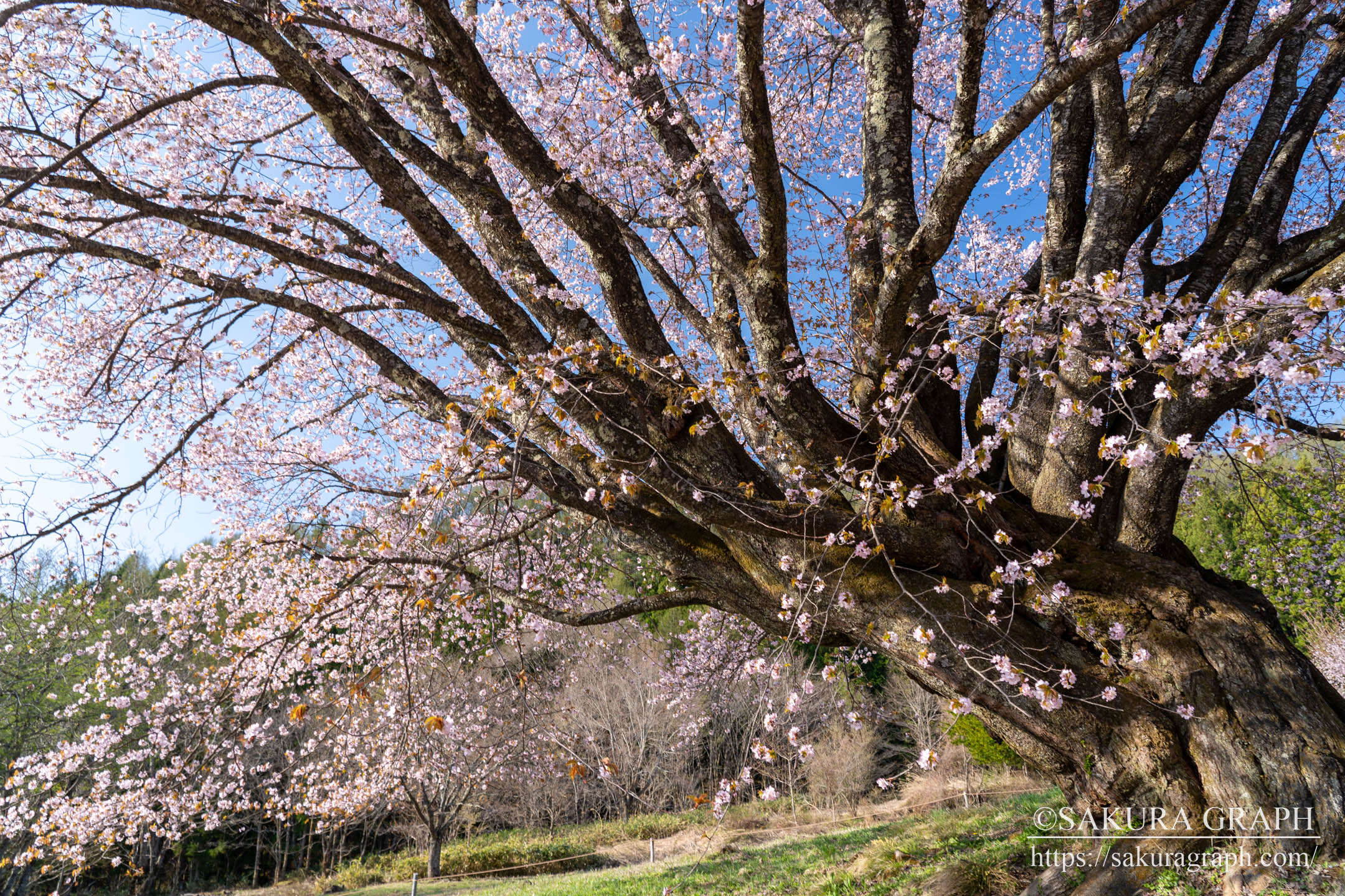 針山の天王桜 Sakuragraph