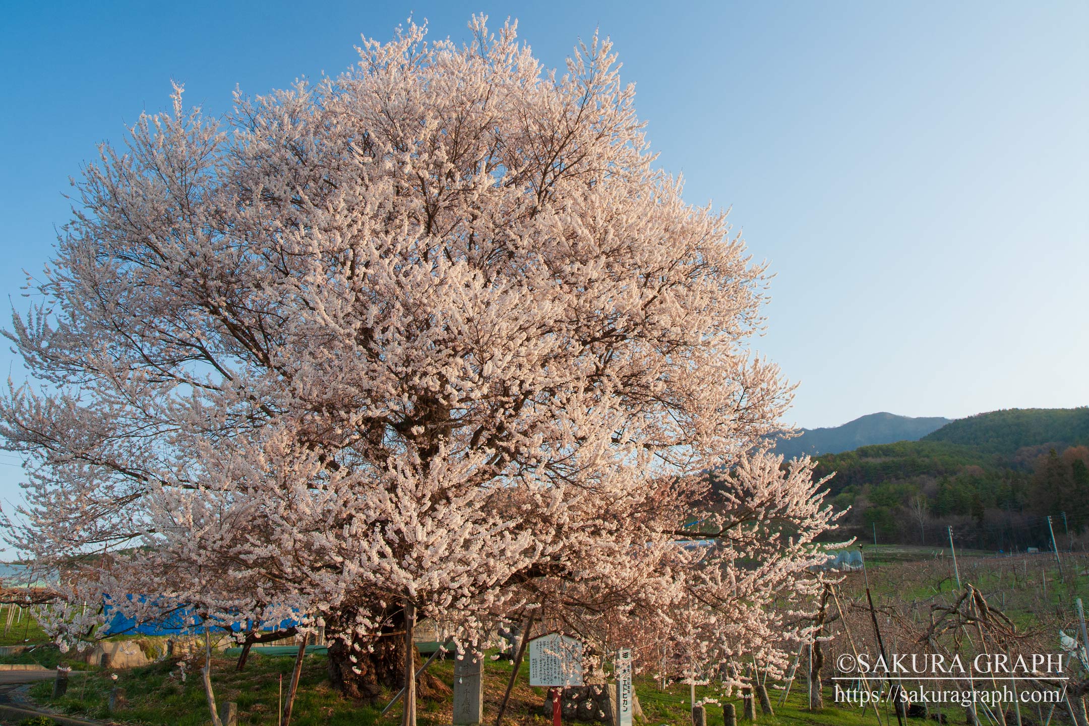 宇木の千歳桜