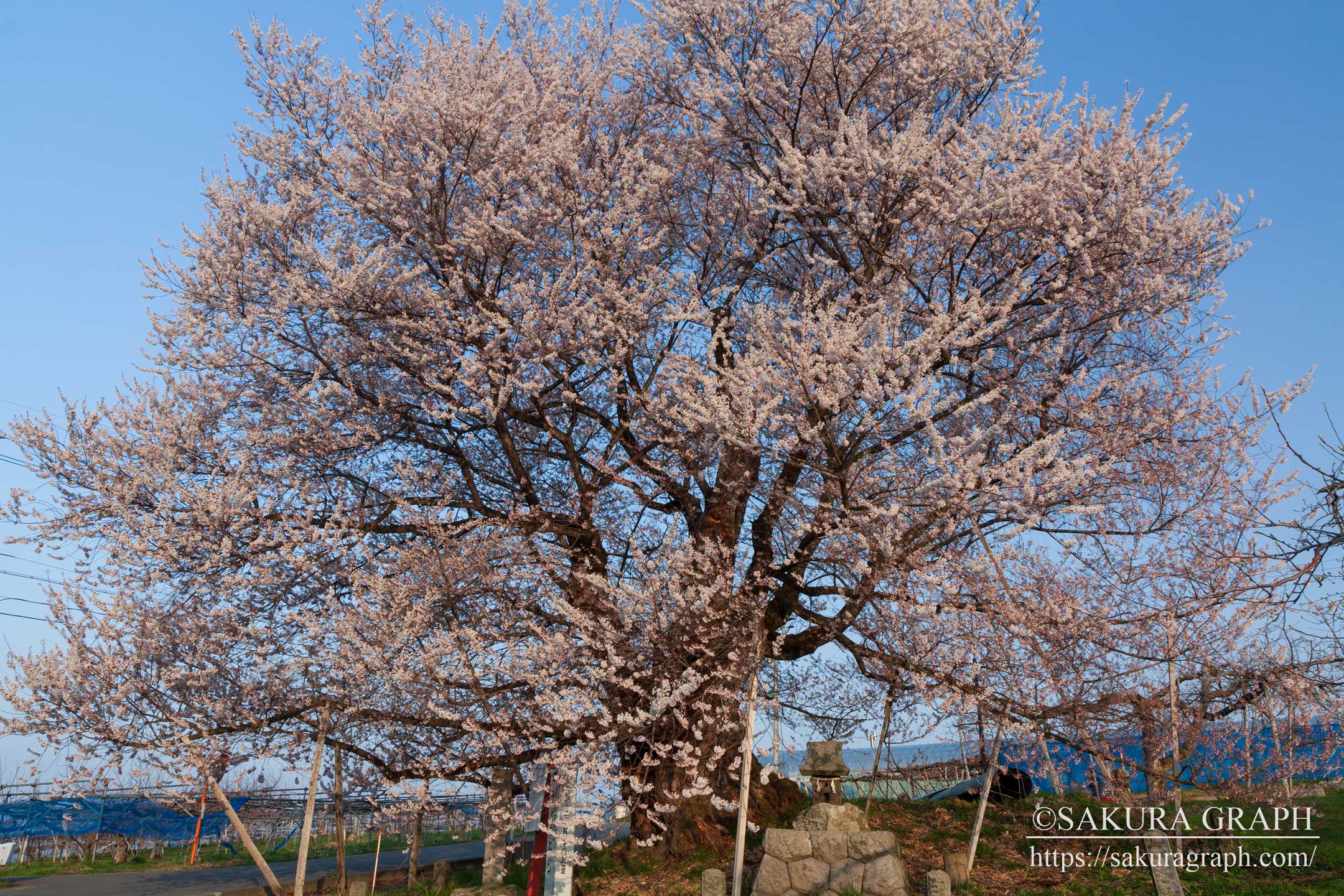 宇木の千歳桜