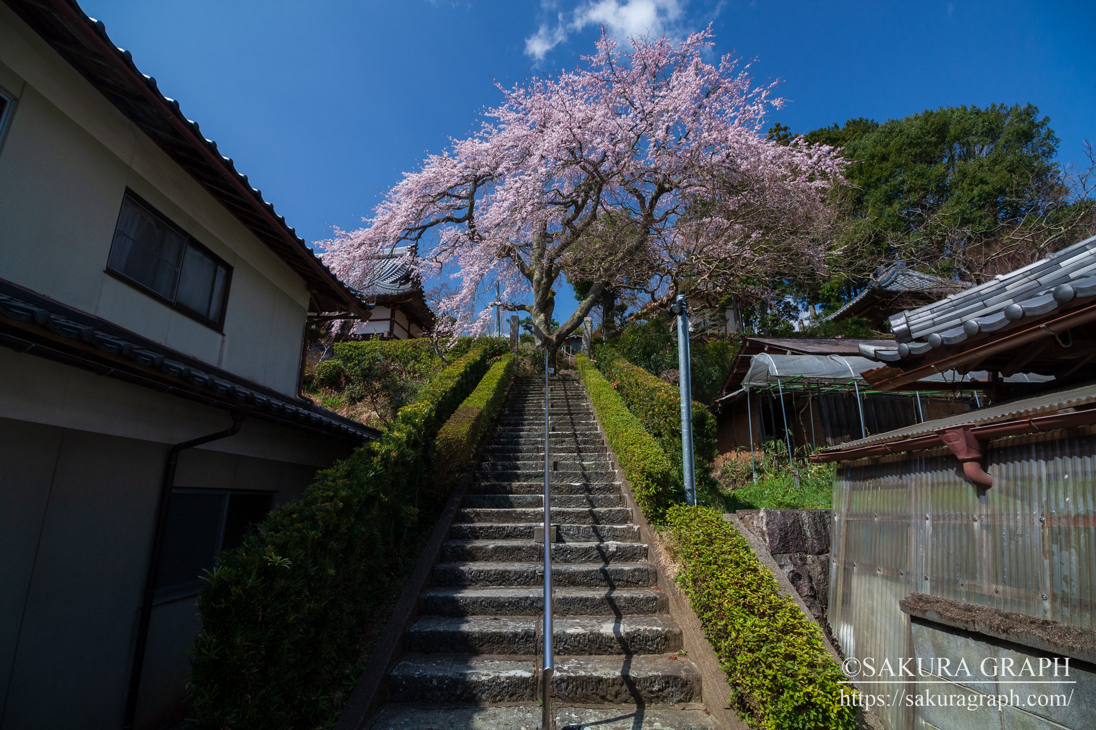 雲源寺のシダレザクラ