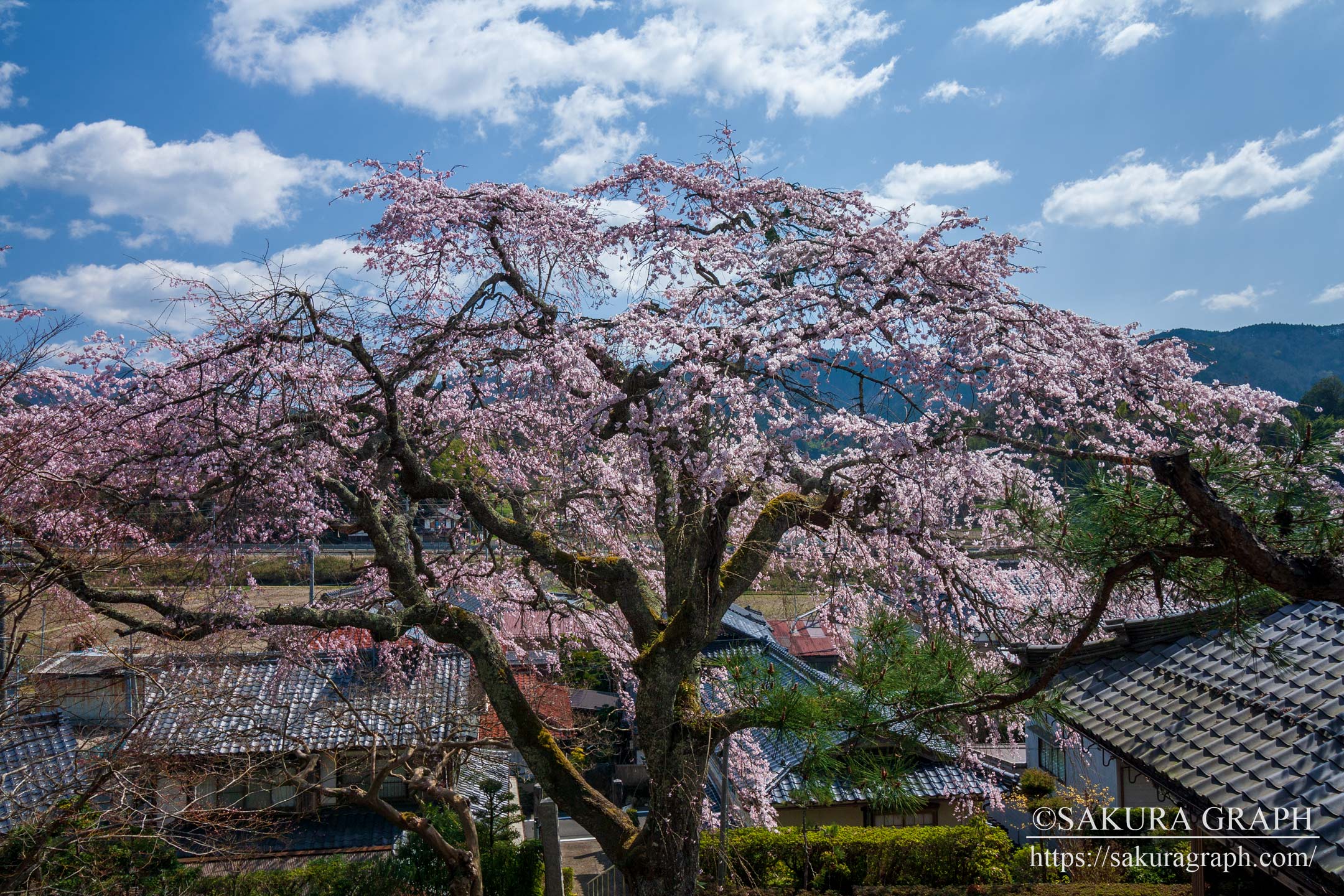 雲源寺のシダレザクラ