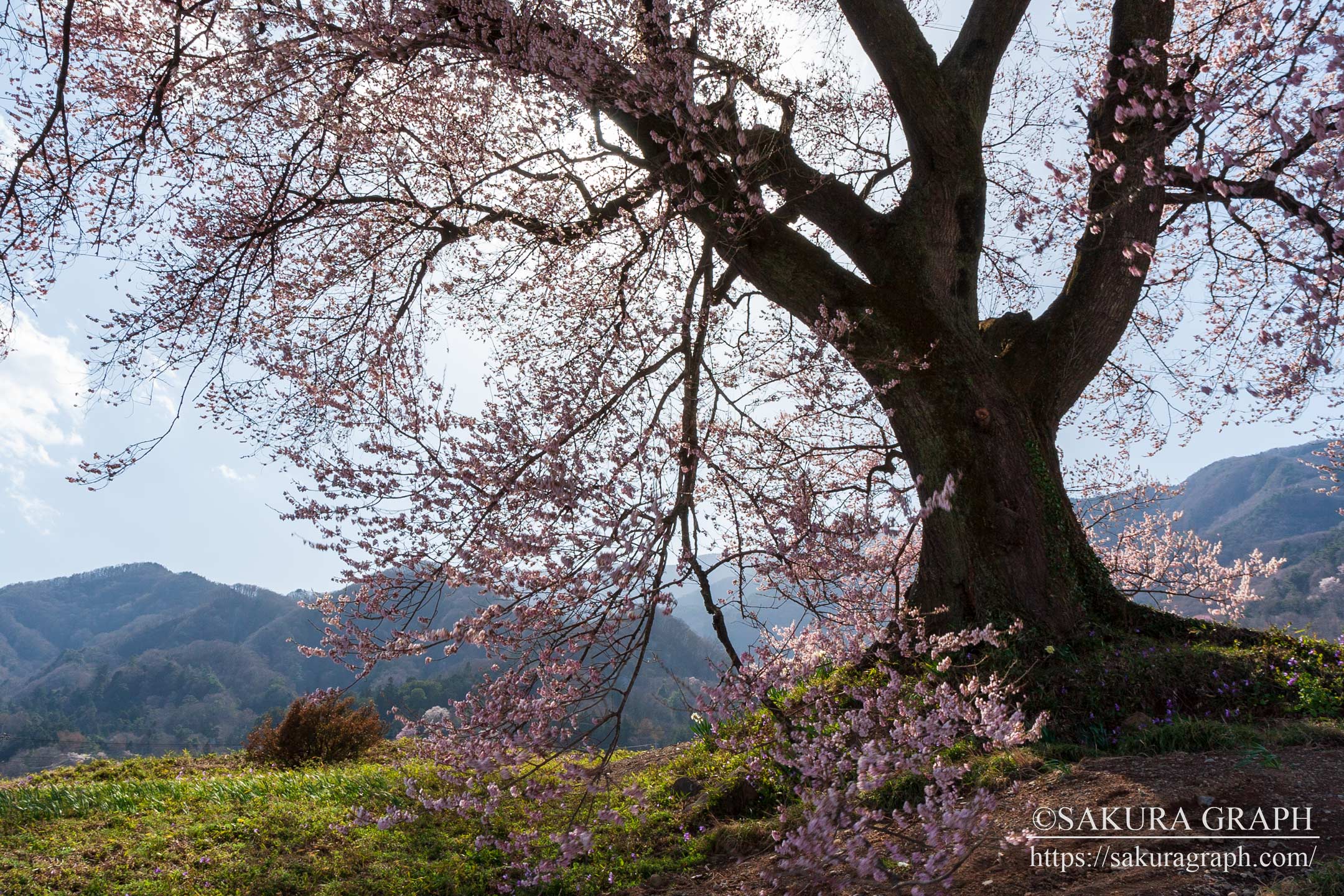 わに塚の桜