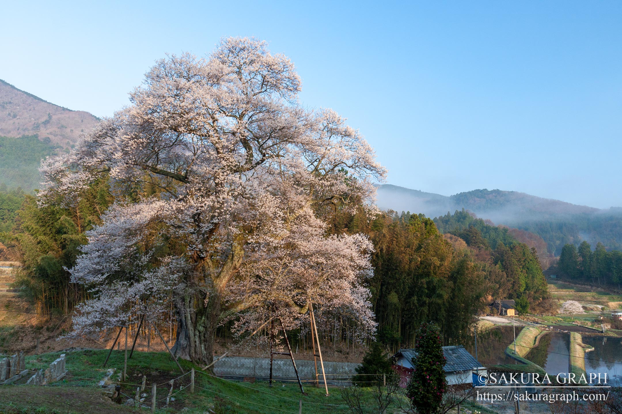 小奴可の要害桜