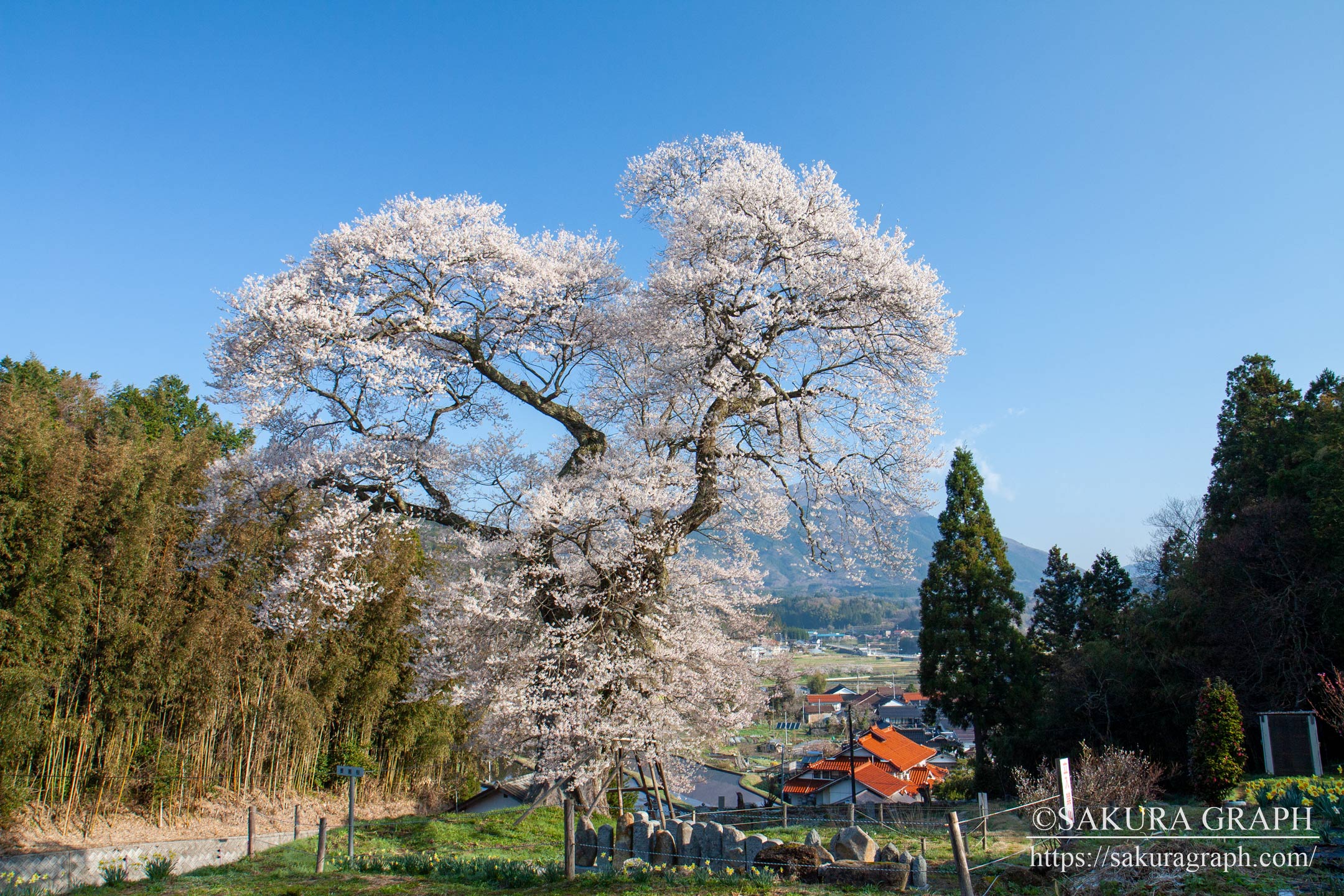 小奴可の要害桜