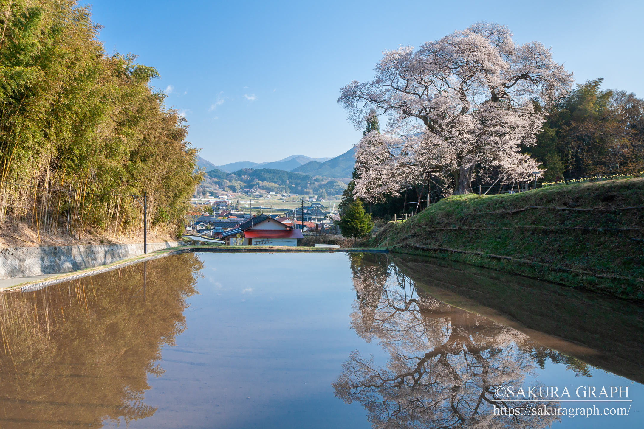 小奴可の要害桜