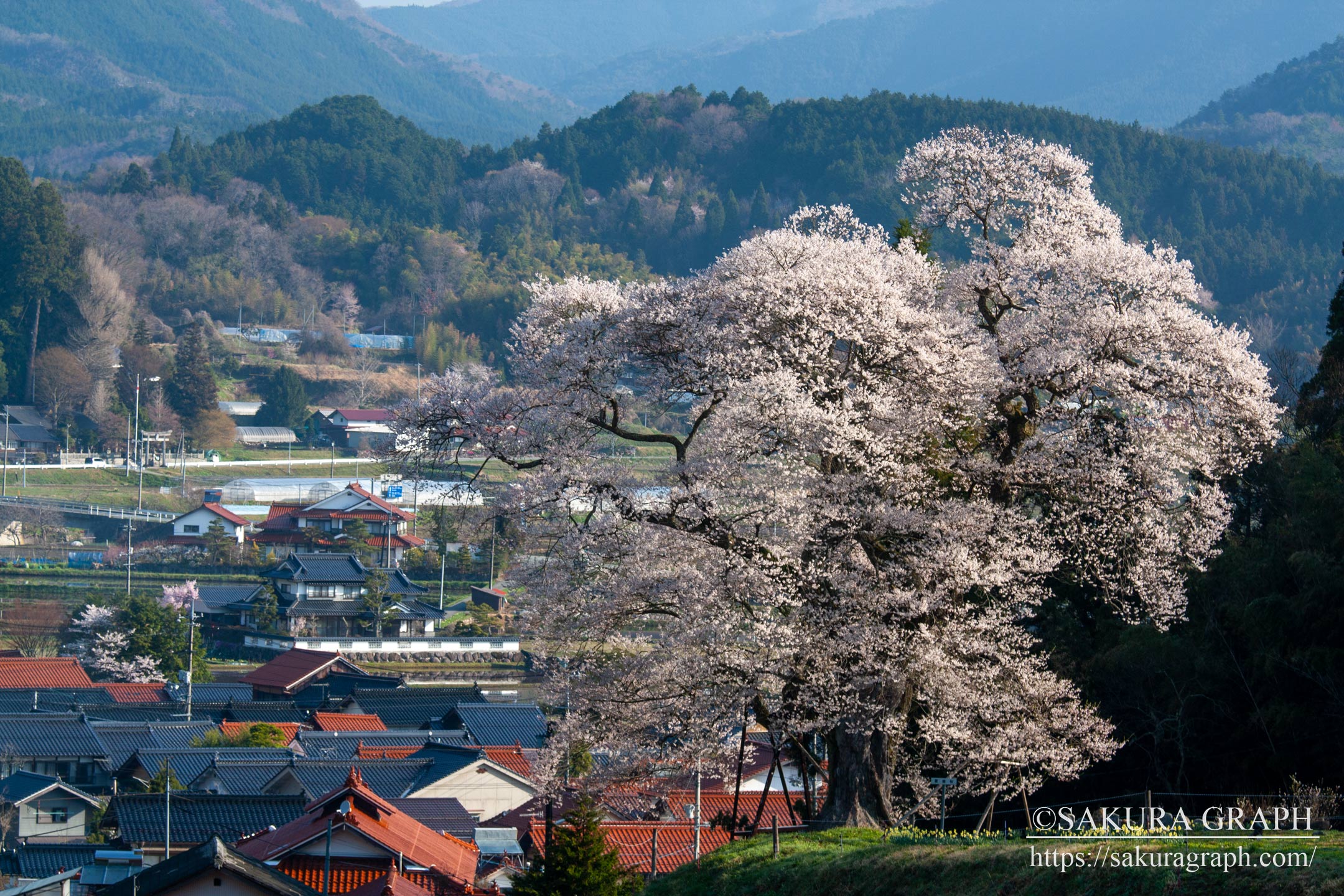 小奴可の要害桜