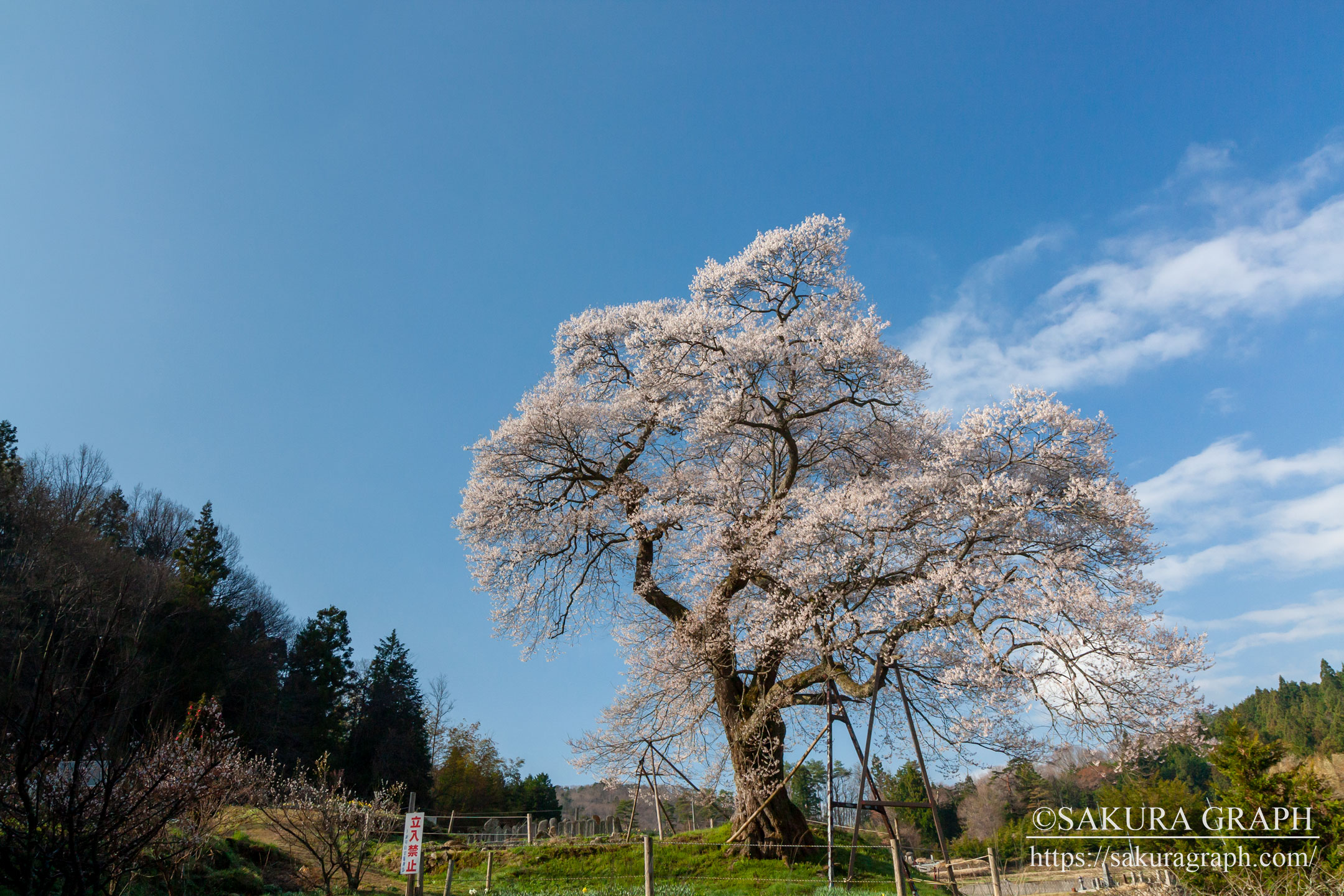 小奴可の要害桜