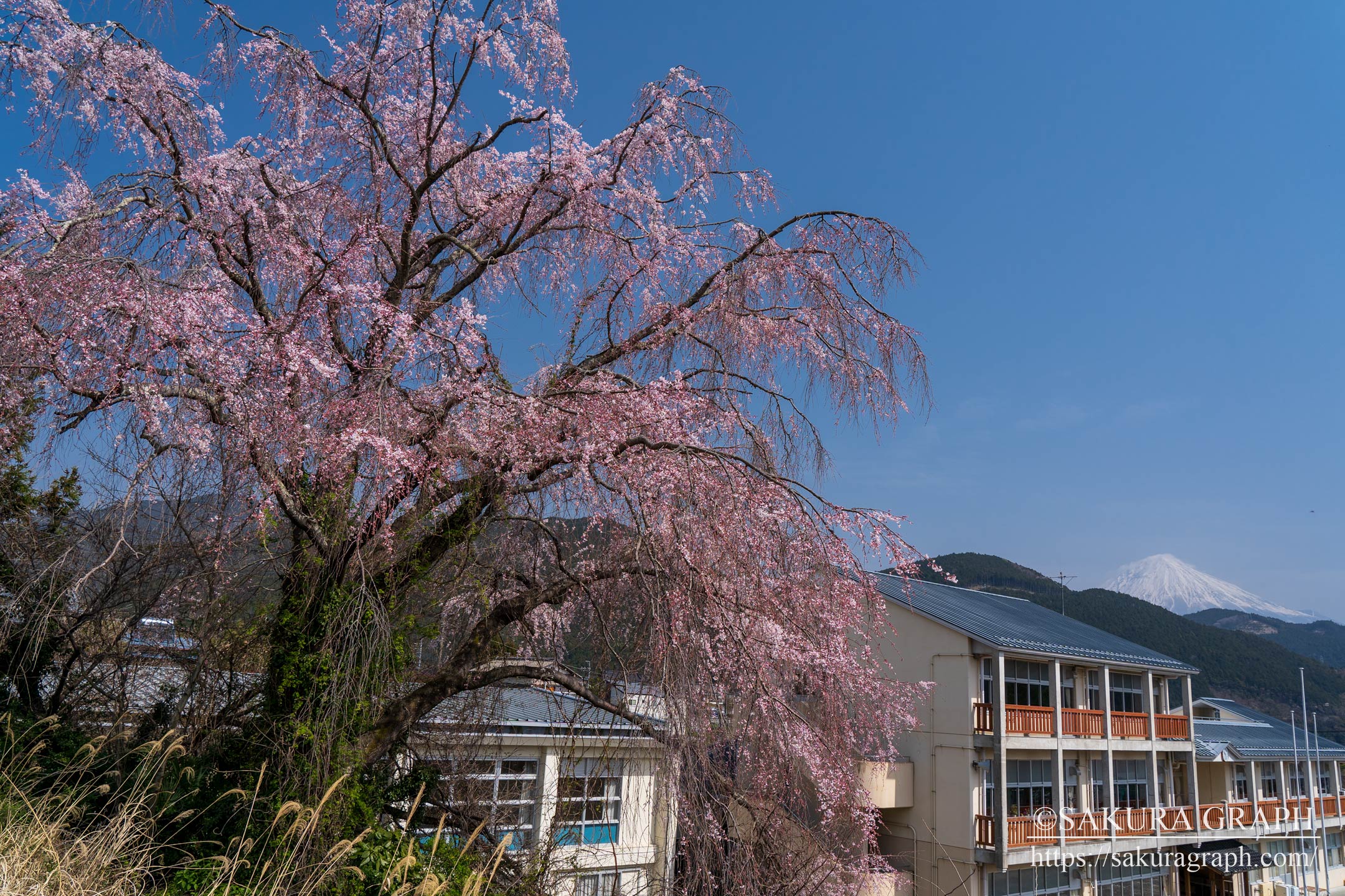 万沢小学校のシダレザクラ