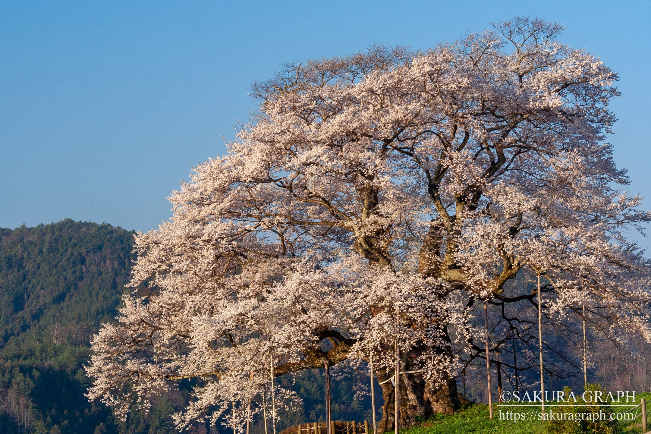 醍醐桜