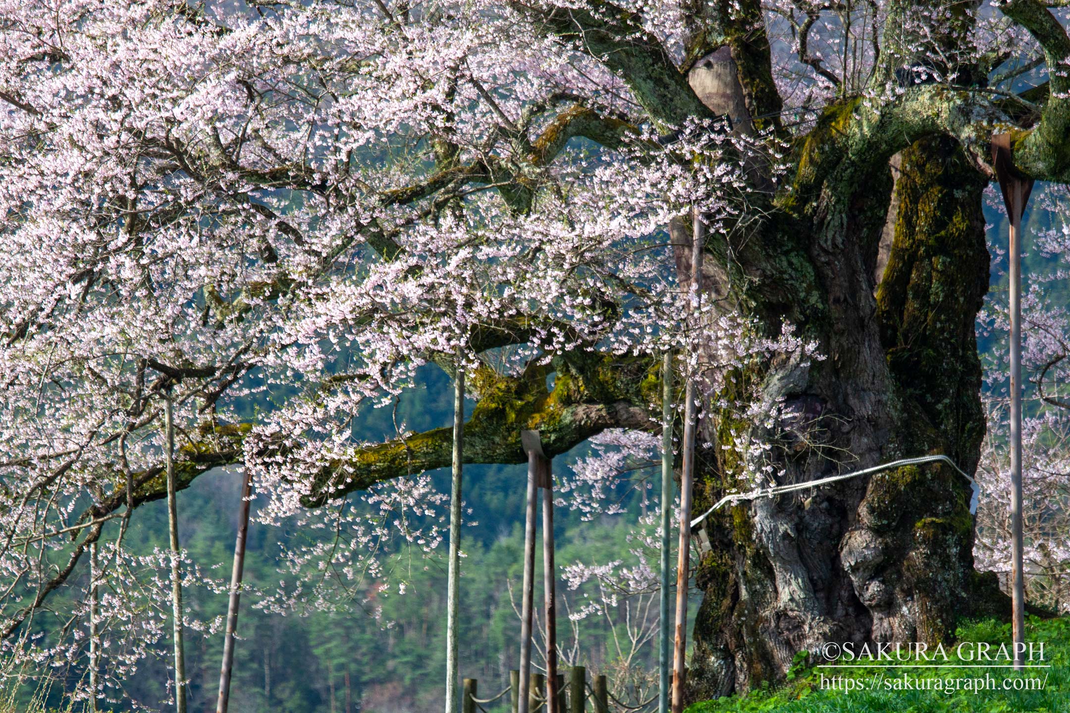 醍醐桜