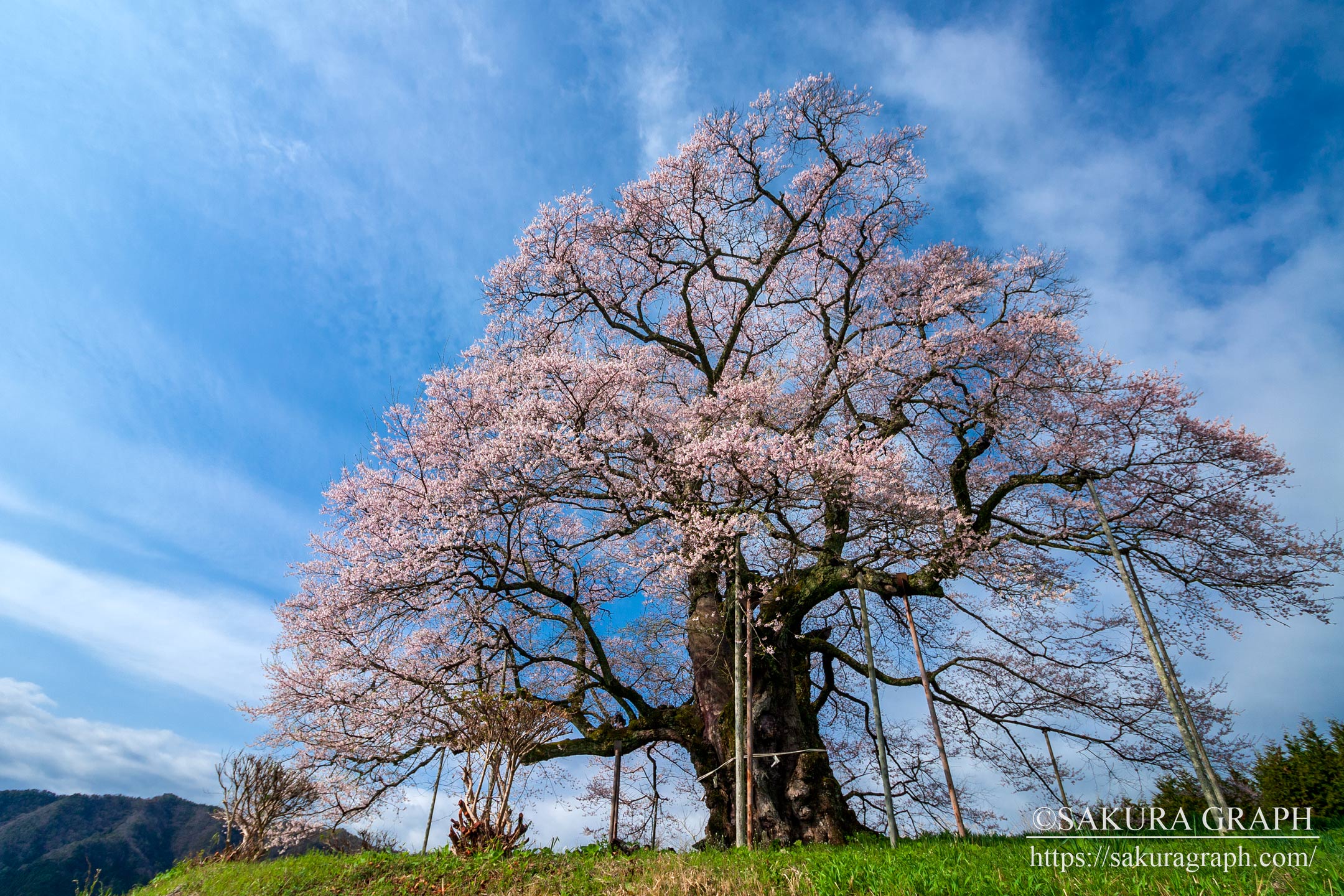 醍醐桜