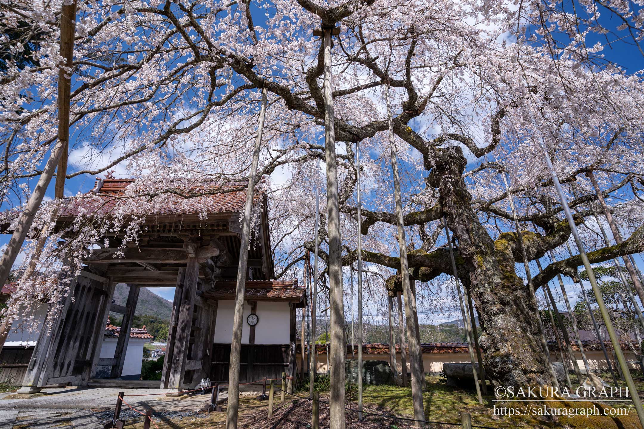 圓立寺のシダレザクラ