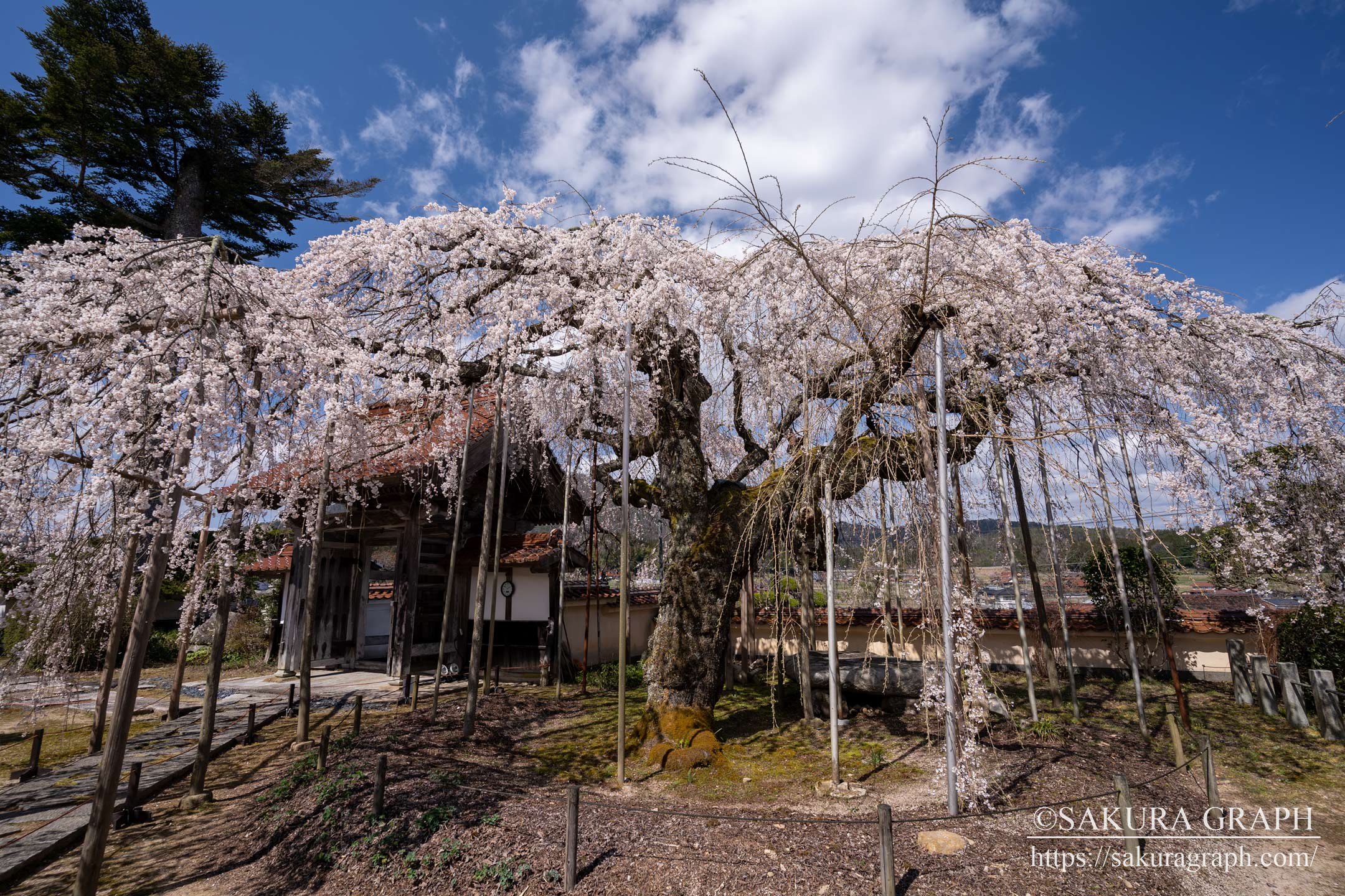 圓立寺のシダレザクラ